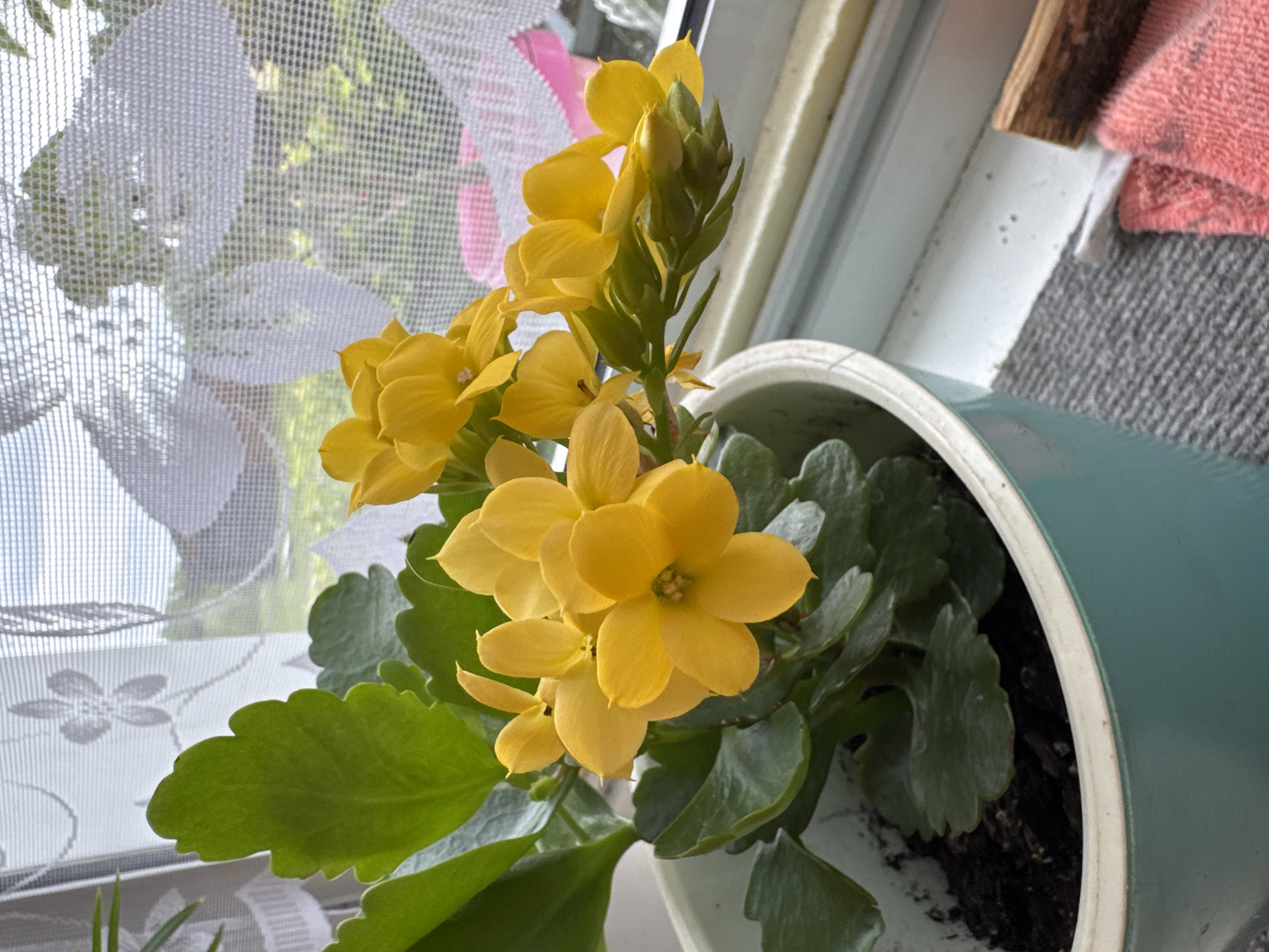 A close-up, eye-level shot shows a bright yellow flowering plant, likely Kalanchoe, in a teal ceramic pot. The plant is positioned on a windowsill, with a white, patterned lace curtain visible in the background. Through the curtain, greenery and the sky can be seen, suggesting an outdoor view. To the right of the pot, a pink cloth and a piece of wood are also on the windowsill. The scene is well-lit, likely by natural light coming from the window. The image appears to be taken indoors, in a residential setting, possibly in Мичуринское, Russia, given the context provided. There are no people or animals visible in the image.
