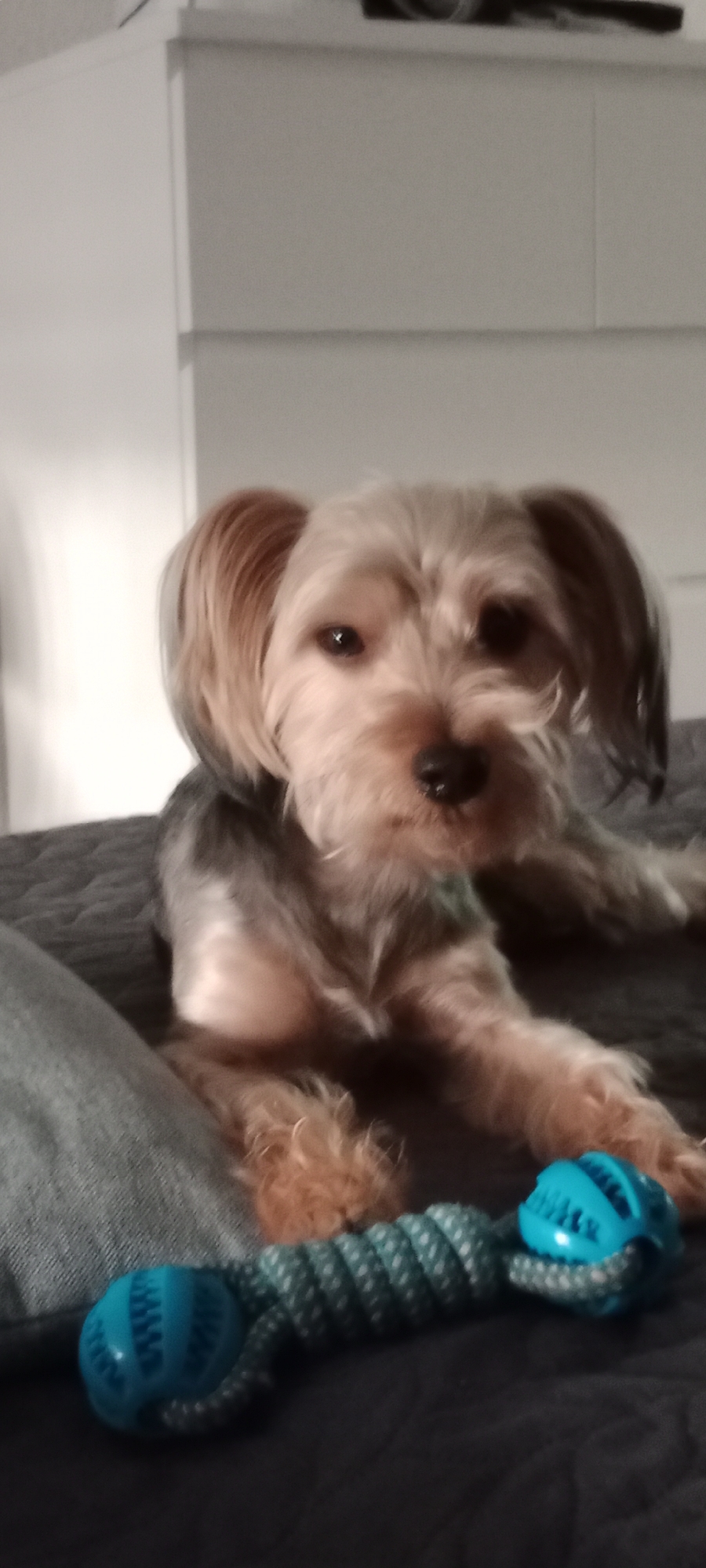 A small, light-brown Yorkshire terrier rests on a dark gray surface, possibly a bed, with its body angled to the right. The dog's head is turned towards the camera, and it appears to be looking directly at the viewer. In the foreground, two blue dog toys are visible, one closer to the camera on the left and another slightly further to the right, attached to a coiled rope. The background is mostly out of focus but appears to be a plain white wall or furniture. The lighting suggests an indoor environment. The image does not contain any identifiable landmarks or elements that would allow for specific localization within the city of Galapagar, Spain.