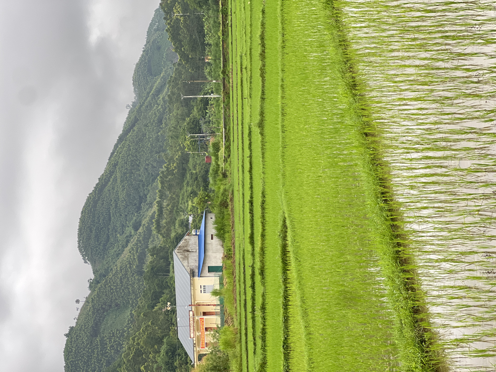 The image depicts a rural scene in Tân Thanh Commune, Vietnam, under an overcast sky. In the foreground, a vibrant green rice paddy stretches across the frame, with distinct horizontal rows of young rice plants clearly visible. The water reflecting the plants creates a shimmering effect.
In the mid-ground, a cluster of buildings is situated. The main structure is a long, light yellow building with a grey, sloped roof. It features several windows and appears to be a community building or a residence. To the right of this building is a smaller, attached structure with a bright blue roof and a green door. Surrounding these buildings are patches of tall green grass and vegetation.
The background is dominated by rolling hills covered in dense green vegetation, likely trees and agricultural crops. The hilly landscape extends towards the horizon, where the grey clouds obscure the sky. Utility poles and wires are visible in the middle distance, suggesting the presence of infrastructure. No people are visible in the image. The overall impression is one of a tranquil, agrarian landscape.