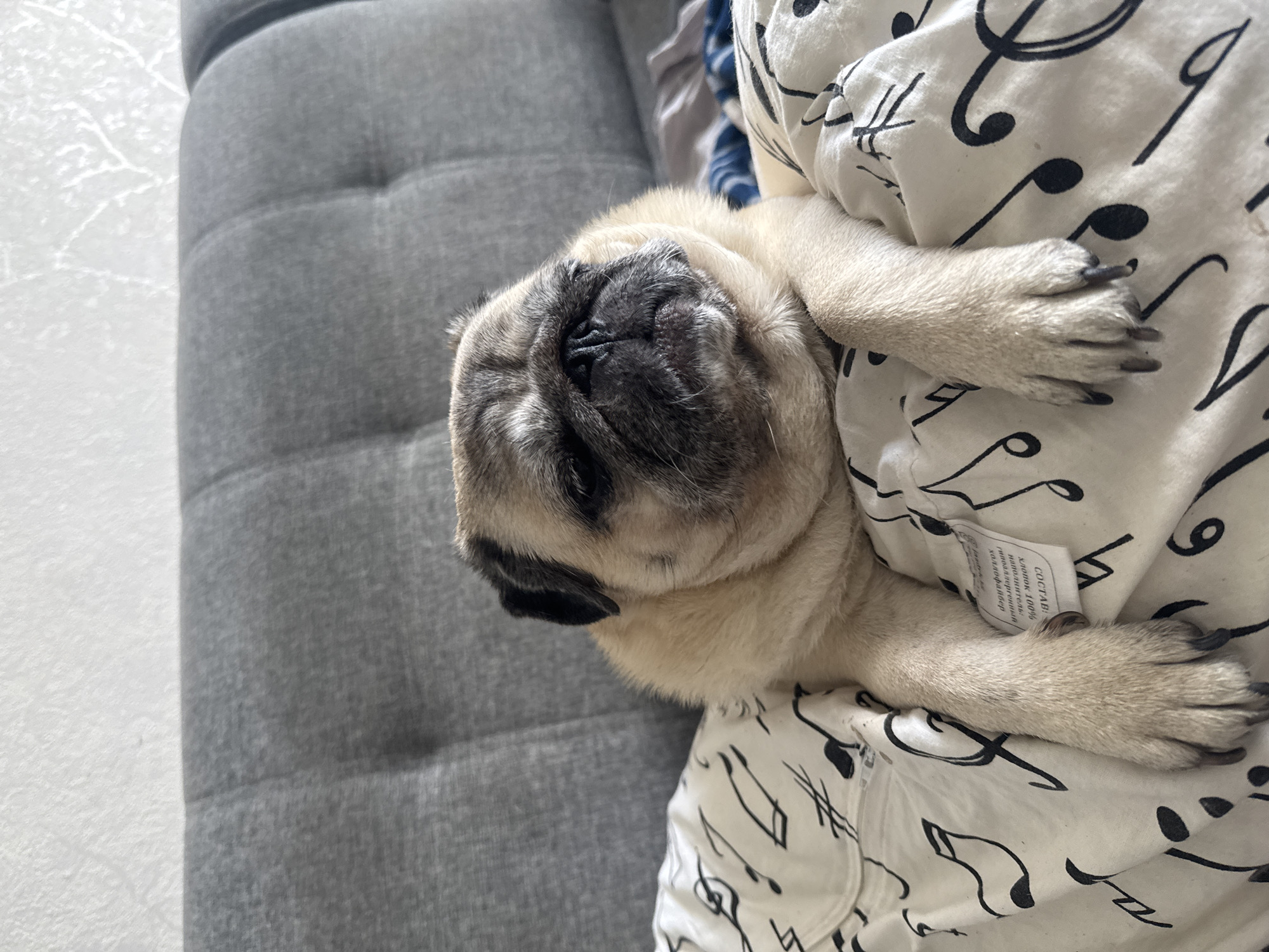 A pug dog is lying on a bed with a gray tufted headboard and a white sheet with black musical notes. The dog is facing the camera with its head tilted slightly to the right. Its eyes are partially closed, and its mouth is slightly open. The dog's front paws are resting on the sheet, and its body is relaxed. The background is a wall with a subtle pattern. The scene appears to be indoors, likely in a bedroom. There are no people or other animals present in the image. The lighting is soft and natural, suggesting it is daytime. The overall mood of the image is peaceful and cozy.