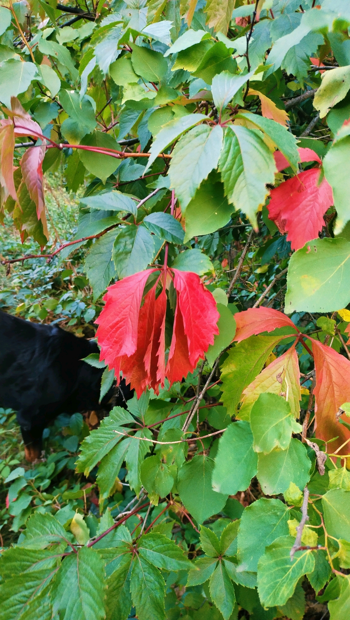 The image depicts a close-up view of vibrant green and red Virginia creeper leaves. A cluster of bright red leaves hangs prominently in the center, with other leaves displaying a mix of green, red, and yellow hues, indicating the change of seasons. In the lower left corner, a portion of a black dog's back is visible, suggesting its presence amidst the foliage. The setting appears to be an outdoor environment, possibly a garden or park, with dense vegetation. There is no specific indication of it being in the city of Horishni Plavni, Ukraine.