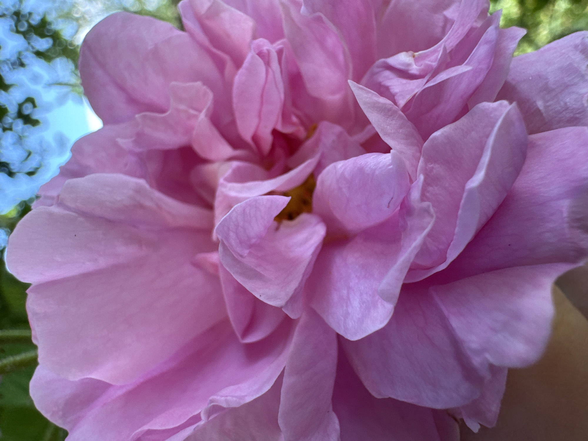 Close-up shot of a large, pink flower with many petals. The flower appears to be a rose or peony. The background is blurry, showing hints of blue sky and green foliage. The photo was taken outdoors, possibly in a garden or park setting, in Dabene, Bulgaria.
