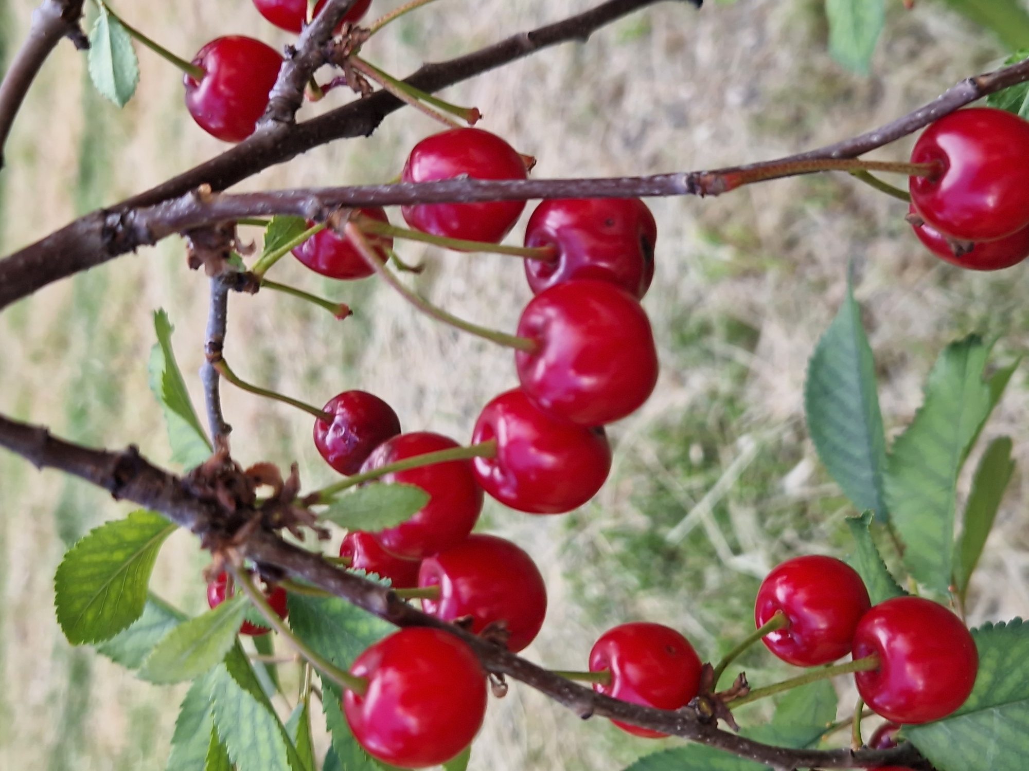 A cluster of ripe, red cherries hangs from a tree branch. The cherries are round and glossy, with thin green stems. Some are close together, while others are spaced further apart along the branch. The branch itself is dark brown and appears to be rough in texture, with a few small green leaves attached. The background is blurred and consists of dry, light-colored grass and some green foliage, suggesting an outdoor, possibly rural or garden setting. The lighting appears to be natural daylight, as indicated by the bright reflections on the cherries. There is no discernible text in the image. The scene evokes a sense of freshness and the bounty of nature, likely captured during the cherry season. The photograph is taken from a slightly upward angle, looking towards the cherries and the branch.