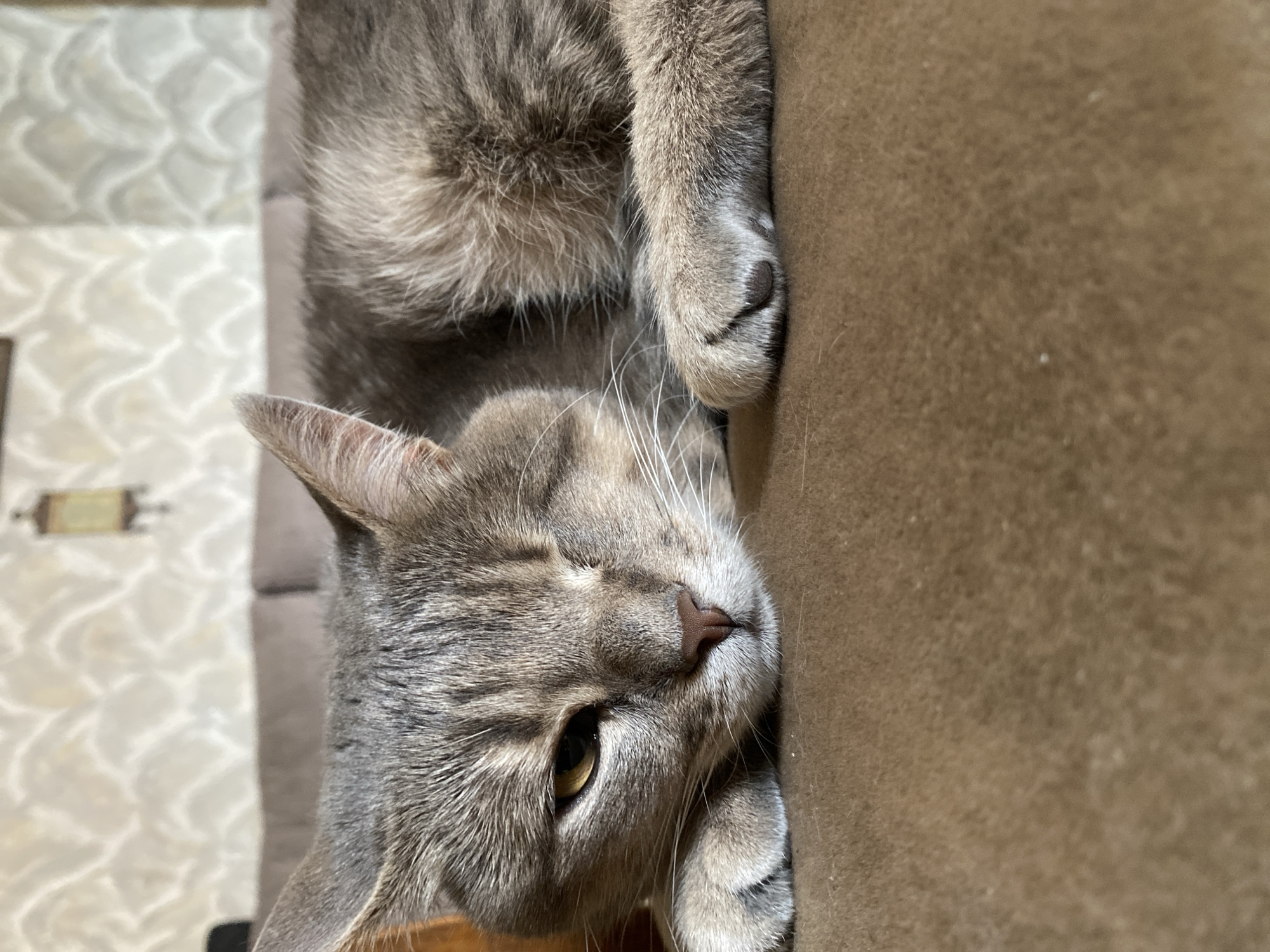 A close-up, rotated shot shows a gray tabby cat resting on a brown surface. The cat's head is in the foreground, with its eye open and looking to the left. Its right ear is visible, and its whiskers are prominent. Part of its body and a paw are also visible, resting on the brown surface. The background consists of a patterned wallpaper and a gray upholstered surface. The lighting suggests it might be daytime. The cat appears relaxed. There is no visible text in the image.