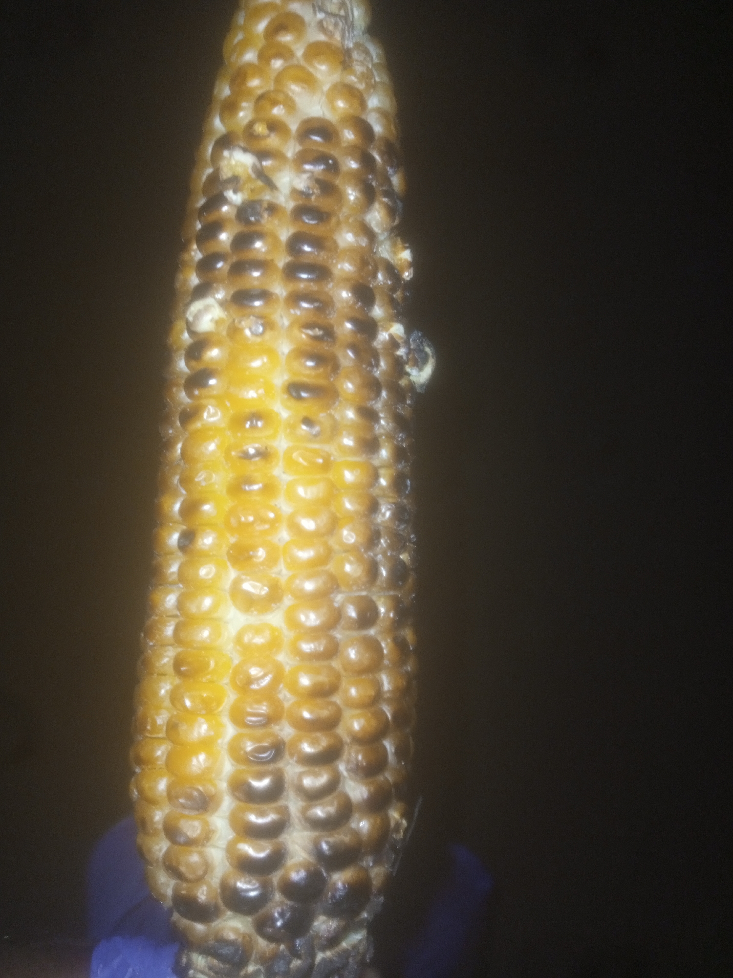 A close-up, vertical shot shows a single ear of corn against a dark, blurred background. The corn kernels are a golden yellow and some appear to be slightly burned or discolored, with dark brown or black spots on their surfaces. The corn is held in what appears to be a purple gloved hand. The image is taken in Tundun Wada South, Nigeria.