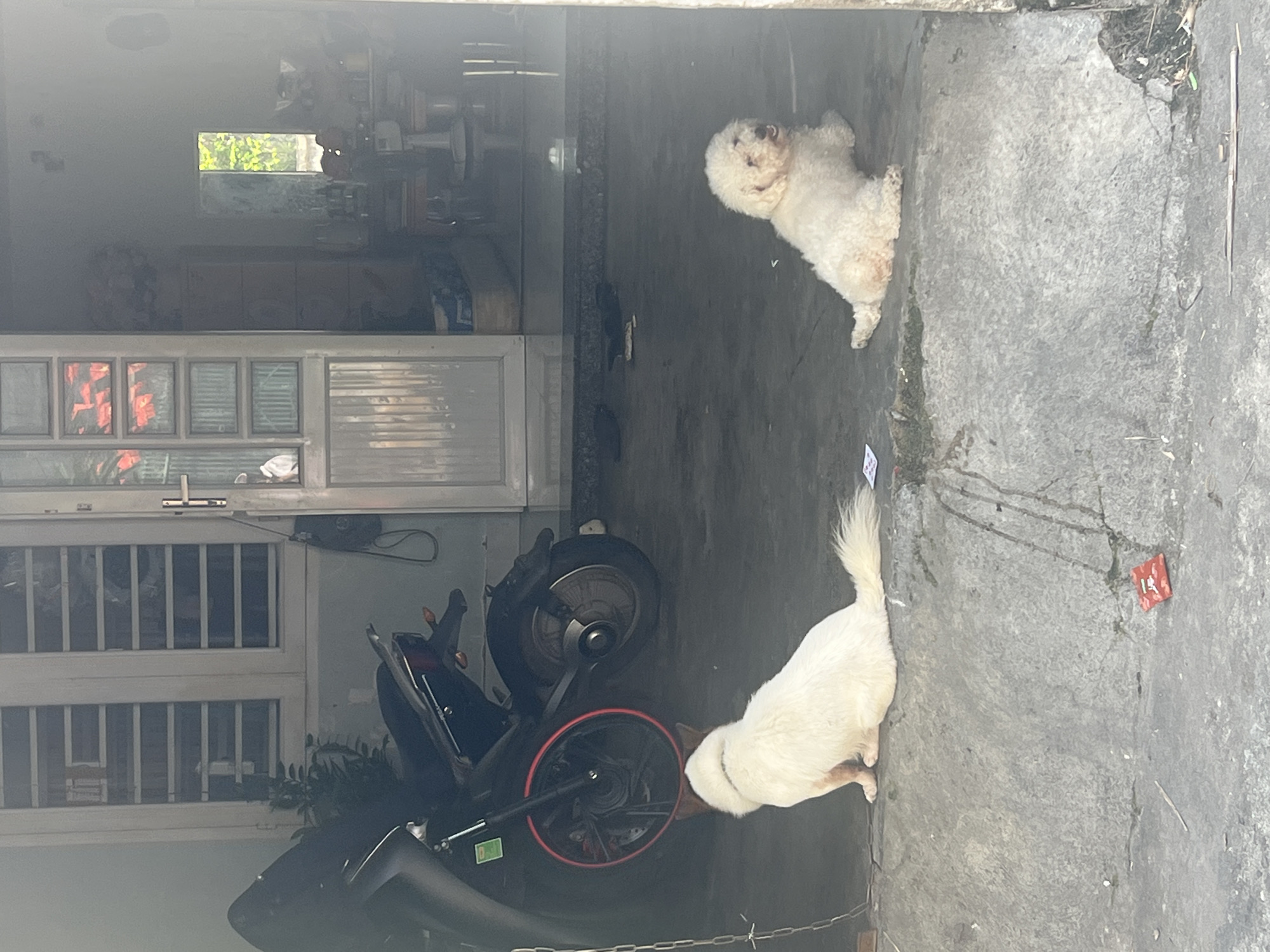 The image depicts a partially enclosed outdoor area, likely a covered parking space or entryway, in Bắc Nha Trang, Vietnam. A white, fluffy Bichon Frise dog stands near the edge of the covered area, looking towards the viewer. Closer to the foreground, a white and tan medium-sized dog is near a parked black electric scooter. A doorway, visible in the background, leads into a building with barred windows. Dishes and objects are visible behind the window, as well as a green outdoor space. The ground is paved. A red plastic tag or object is visible on the ground to the right.