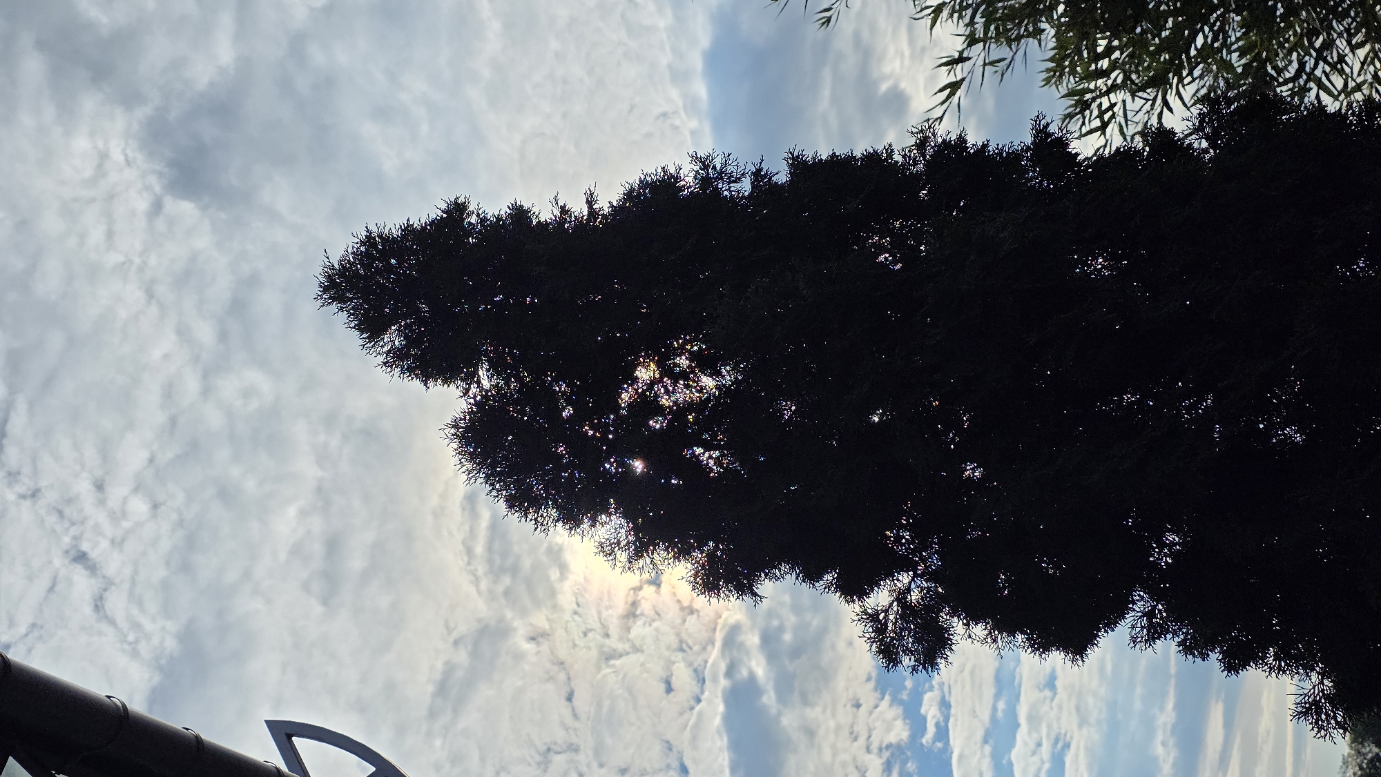 The image is a low-angle shot of a tall, dark evergreen tree silhouetted against a cloudy sky. The sun is partially visible behind the tree, creating lens flare and highlighting some of the branches. In the upper left corner, a section of a dark, cylindrical object, possibly a gutter or pipe, is visible. To the right of the main tree, a portion of another tree with lighter green foliage is visible. The sky is filled with white and grey clouds, with patches of blue sky visible between them. The overall impression is one of a peaceful, natural scene, likely taken in an outdoor setting within the city of Brest, Belarus.