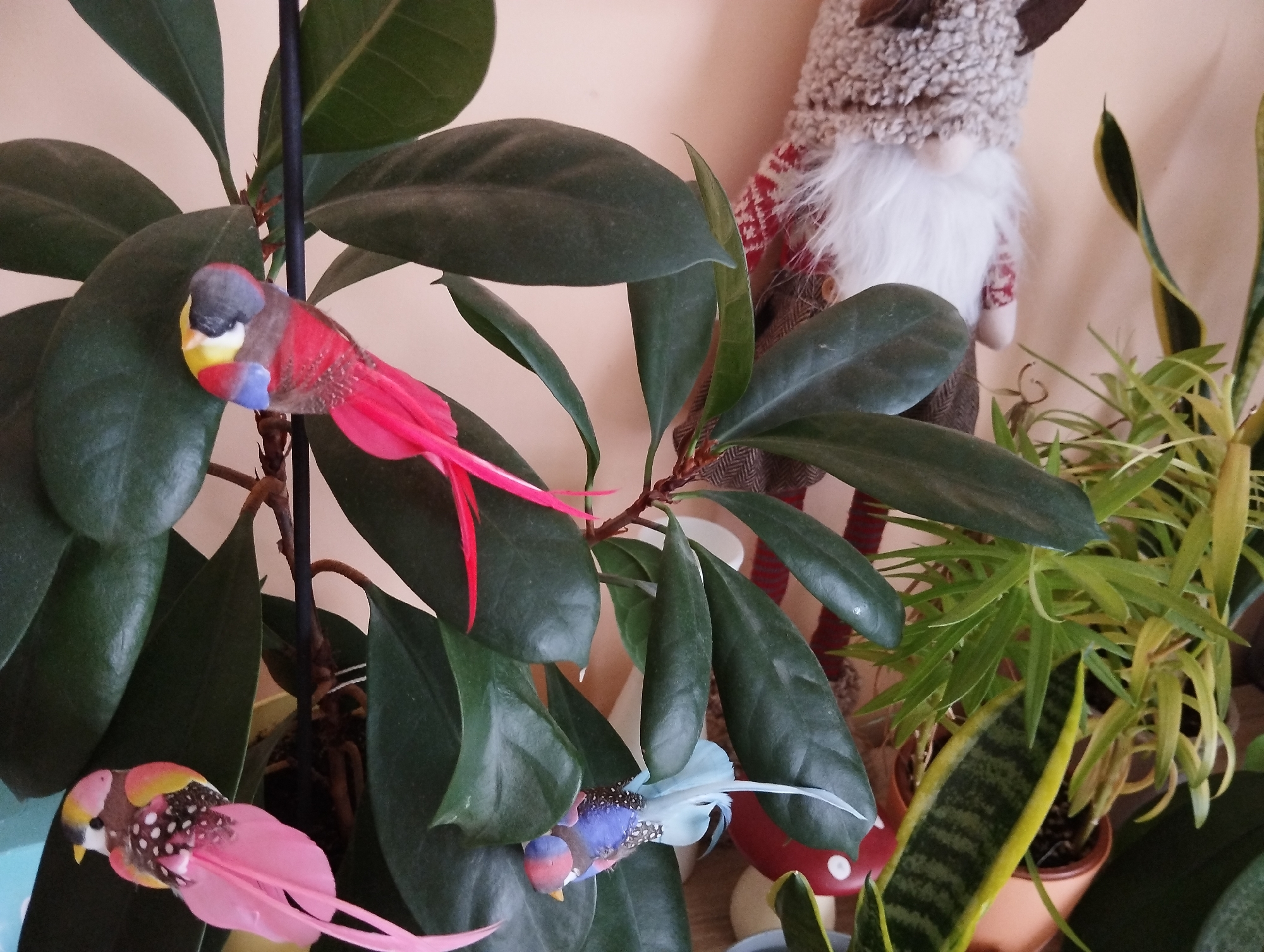 This image captures a still life of potted plants, possibly in an indoor setting. A large-leafed dark green plant dominates the foreground, with several artificial birds attached to its branches. One bird, primarily pink and red with a blue and yellow head, is perched on a leaf. Another, with pink feathers and a black and white spotted body, is partially visible at the bottom left. A third bird, predominantly blue and pink with similar speckled detailing, is nestled deeper within the foliage. Behind the large plant, a portion of a festive gnome figurine is visible, featuring a furry hat, a red and white patterned garment, and a white beard. To the right, a snake plant with its characteristic striped leaves is placed in a terracotta pot. The background is a plain, light-colored wall, suggesting an interior environment. The lighting appears to be soft and diffused, casting no harsh shadows. There is no clear indication of the specific location within the city of Jelcz-Laskowice, Poland; the scene is generic enough to be found in many homes or indoor spaces. No human presence or interaction is depicted.