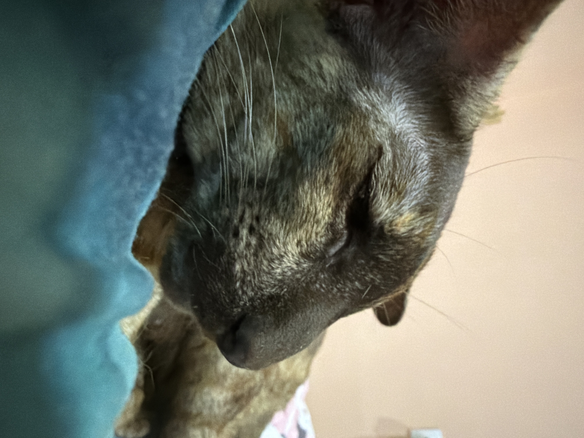 A close-up, tilted shot depicts a cat sleeping next to a light blue blanket. The cat is dark brown, mottled with lighter brown fur. Its eyes are closed and its nose is dark. The background is a light peach or tan color. There is no indication of this image being located in Chaikovsky, Russia.