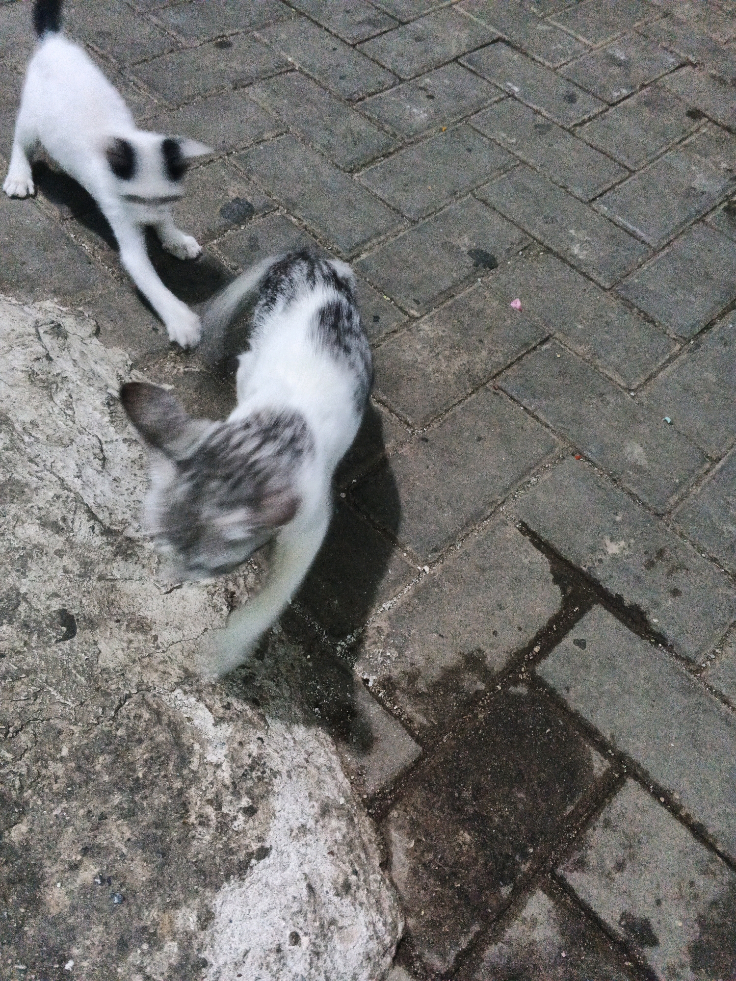 This is a forensic, matter-of-fact description of an image showing two cats on a paved walkway. The walkway is constructed from grey interlocking rectangular bricks. The bricks are arranged in a herringbone pattern. To the left of the walkway is a rough, textured concrete surface.
In the center-left of the image, a white kitten with black markings on its ears and back is stretching forward. It is positioned on the concrete surface. To the right of this kitten, a second kitten, predominantly white with grey tabby markings on its back and head, is captured in motion. This kitten is facing away from the viewer and appears to be turning. Its tail is blurred, indicating movement.
The scene is outdoors and appears to be at ground level. There are small dark spots and some wet patches on the brickwork, suggesting recent moisture. A small pink object, possibly a piece of litter, is visible on the bricks towards the top right. The lighting suggests it may be dusk or night. The location is identified as being in Kadu, Indonesia.