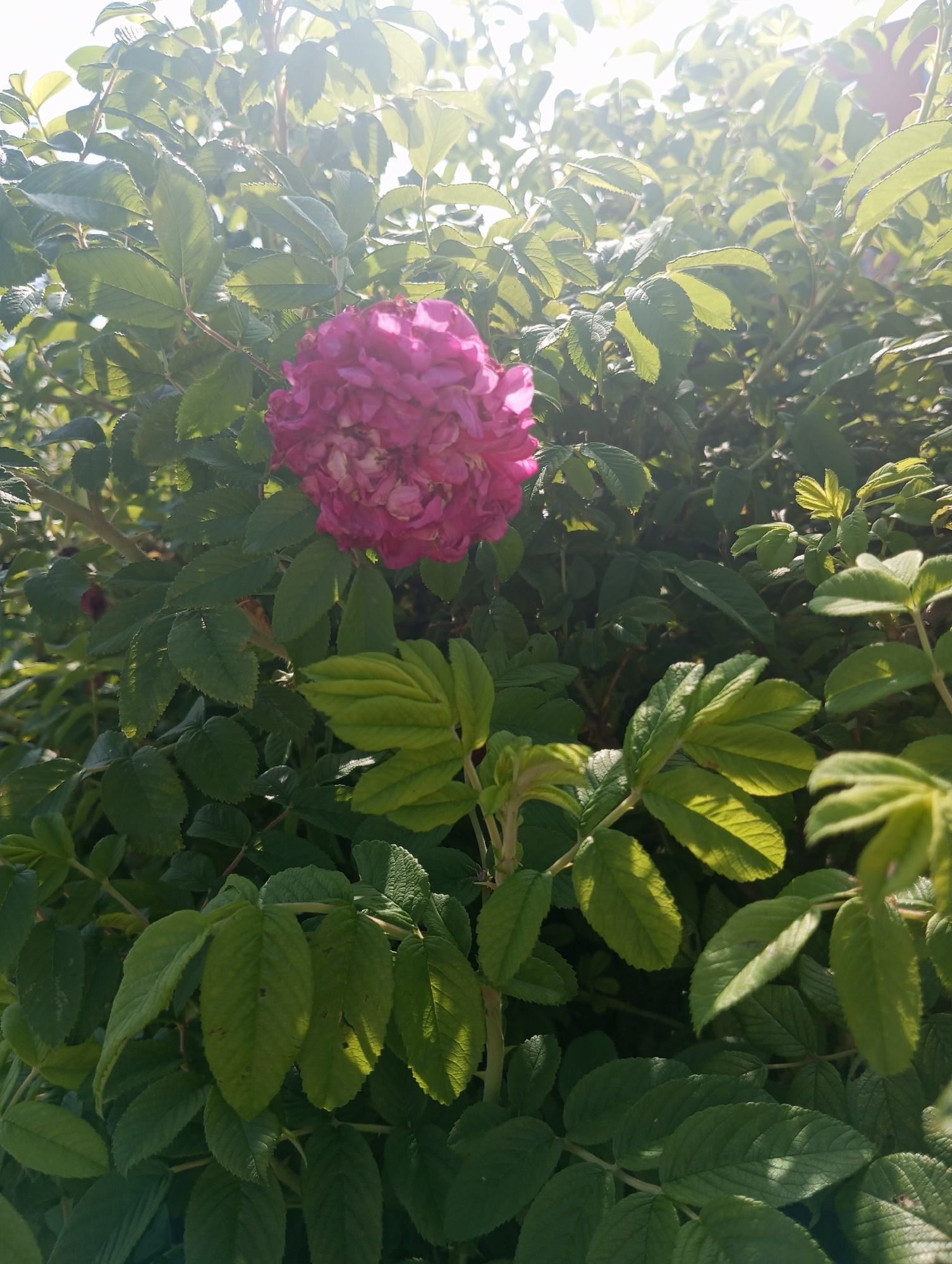 The image shows a close-up view of a vibrant pink rose bloom amidst a dense thicket of green foliage. The rose, positioned slightly off-center to the left, is a complex formation of numerous petals, some appearing slightly wilted, giving it a textured and full appearance. The surrounding leaves are varied in size and shape, with some catching the sunlight and appearing brighter, while others are in shadow, creating a contrast of light and dark green. The overall impression is that of a natural, overgrown garden setting, possibly a wild rose bush. The background is filled with more leaves and branches, with bright sunlight filtering through from the upper right, causing a slight lens flare effect. There are no people or signs of human activity in the frame. The location is listed as Unknown, Unknown, and the scene is outdoors.