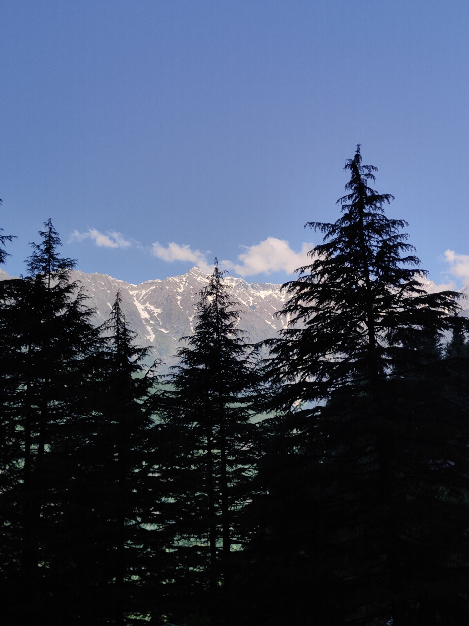 The image depicts a silhouetted view of pine trees against a backdrop of snow-capped mountains under a clear blue sky with scattered clouds. The foreground is dominated by the dark silhouettes of several tall pine trees, their branches creating a dense canopy. In the mid-ground, the rugged peaks of mountains are visible, partially covered in snow, with patches of light and shadow indicating their topography. The sky above is a vivid blue, with a few wispy white clouds adding texture. The overall impression is one of a serene mountain landscape, likely in a high-altitude region, given the presence of snow on the peaks. The location is identified as Bahang, India, suggesting a mountainous area within that region.