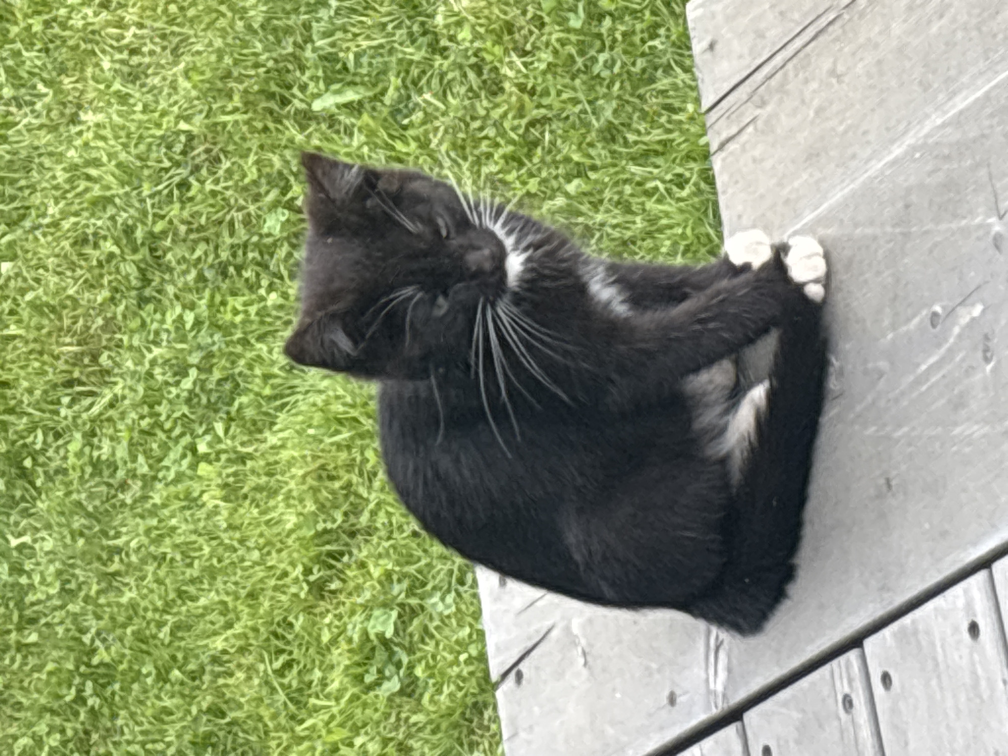 A black and white kitten is sitting on a wooden surface with green grass in the background. The kitten is facing to the right, with its head turned slightly towards the viewer. It has white paws and a white patch on its chest. The wooden surface appears to be a deck or porch, made of weathered planks. The grass is lush and green, suggesting an outdoor environment. The scene is lit by natural light. The location is Zvenigorod, Russia.