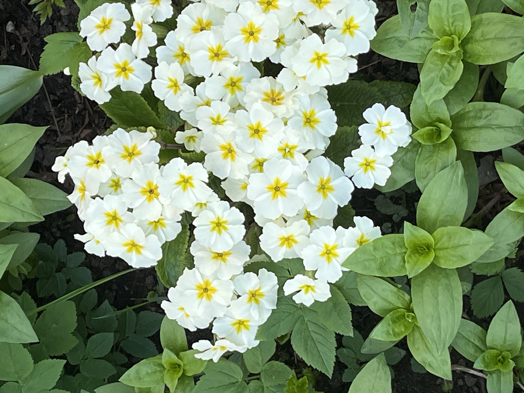 The image shows a close-up view of a cluster of white flowers with yellow centers surrounded by green leaves. The flowers appear to be in full bloom. The surrounding foliage is lush and green, indicating a well-maintained garden or natural setting. There is no indication of a specific location, city, or people.