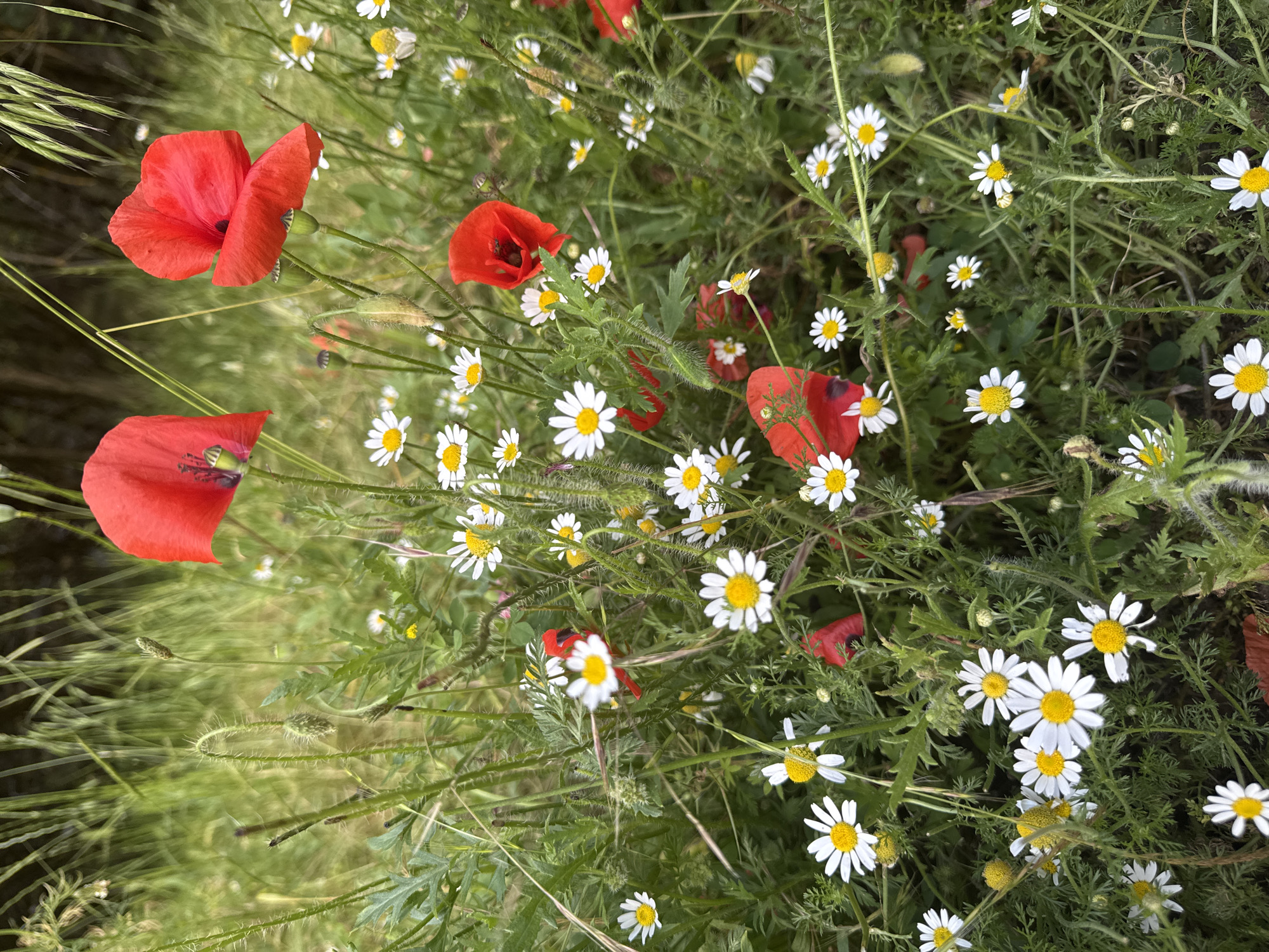 The image depicts a close-up, eye-level view of a field of wildflowers, predominantly poppies and daisies. The poppies are a vibrant red, with some closed buds and others in full bloom. The daisies are white with yellow centers, scattered amongst the poppies and green foliage. The background consists of blurred green grass and some taller, dry grass stalks. The lighting suggests it is daytime, likely overcast or in shade, as there are no harsh shadows. The setting appears to be a natural, uncultivated area, consistent with a meadow or the side of a rural path. There are no people, animals, or man-made objects visible in the frame. The image was taken in the city of Dobrich, Bulgaria.