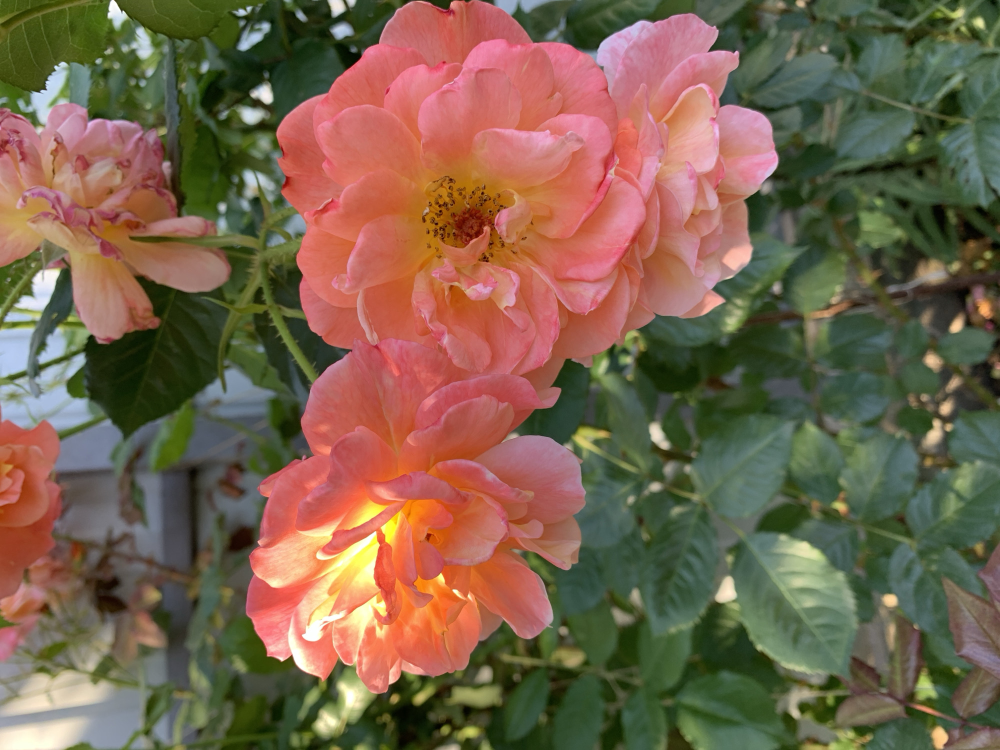 The image displays a close-up view of several vibrant roses in an outdoor garden setting. The primary subjects are three prominent rose blossoms, characterized by their striking coral-pink and orange-yellow hues.
The largest rose, situated centrally, features numerous soft petals transitioning from a rich coral pink at the edges to a bright orange-yellow core, where its dark stamens are clearly visible. To its upper right, another rose is partially visible, appearing slightly more pink. Below the central flower, a third rose glows intensely with golden-orange light reflecting off its petals, indicating direct sunlight. These main blossoms appear fresh and fully bloomed. In the upper left, a partially obscured rose seems lighter in color and possibly past its prime, with some faded edges.
The roses are set against a backdrop of dark green foliage, with some younger leaves exhibiting reddish-brown tints. Thorny stems are also visible amongst the leaves. The background foliage is softly blurred, enhancing the focus on the flowers. Faint hints of a light-colored structure, possibly a house or fence, can be discerned through the leaves in the far background.
The lighting suggests either late morning or late afternoon, with warm, golden sunlight illuminating the flowers, especially the lower one. The scene evokes a tranquil, sunny day in a garden. No activity is taking place other than the natural presence of the flowers. There is no visible text in the image.