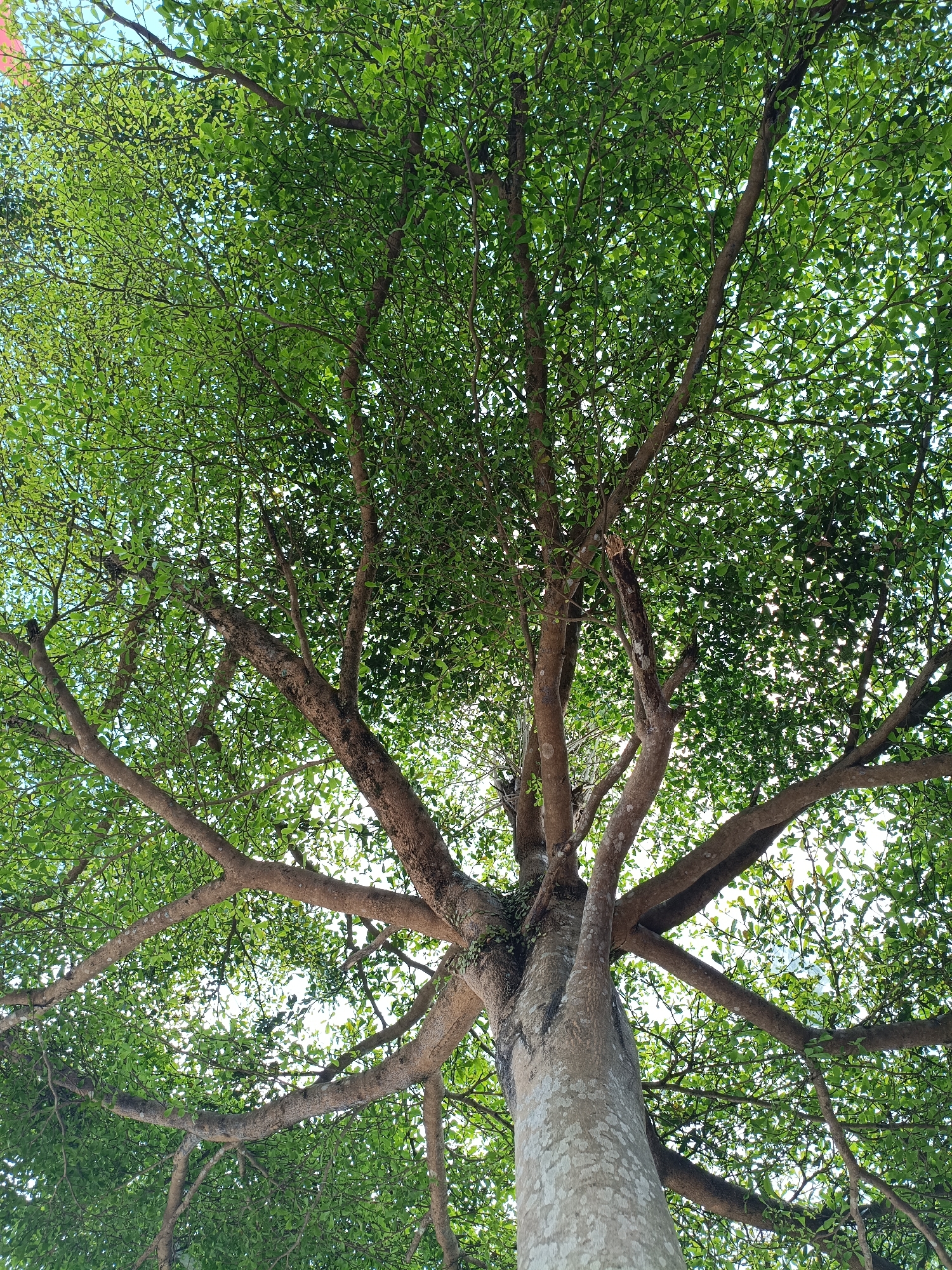 A low-angle shot captures the dense canopy of a mature tree, its branches spreading outwards and upwards. The bark of the trunk is textured and light gray with dark speckles. Numerous branches, varying in thickness, emerge from the trunk and spread horizontally and diagonally. The branches are covered in a profusion of small, bright green leaves, which create a dense, leafy ceiling. Sunlight filters through the leaves, creating bright spots and casting dappled shadows. The sky is visible in patches between the leaves, appearing pale blue. This scene is likely located in Kadununggal, Indonesia, a region known for its lush vegetation and tropical climate.