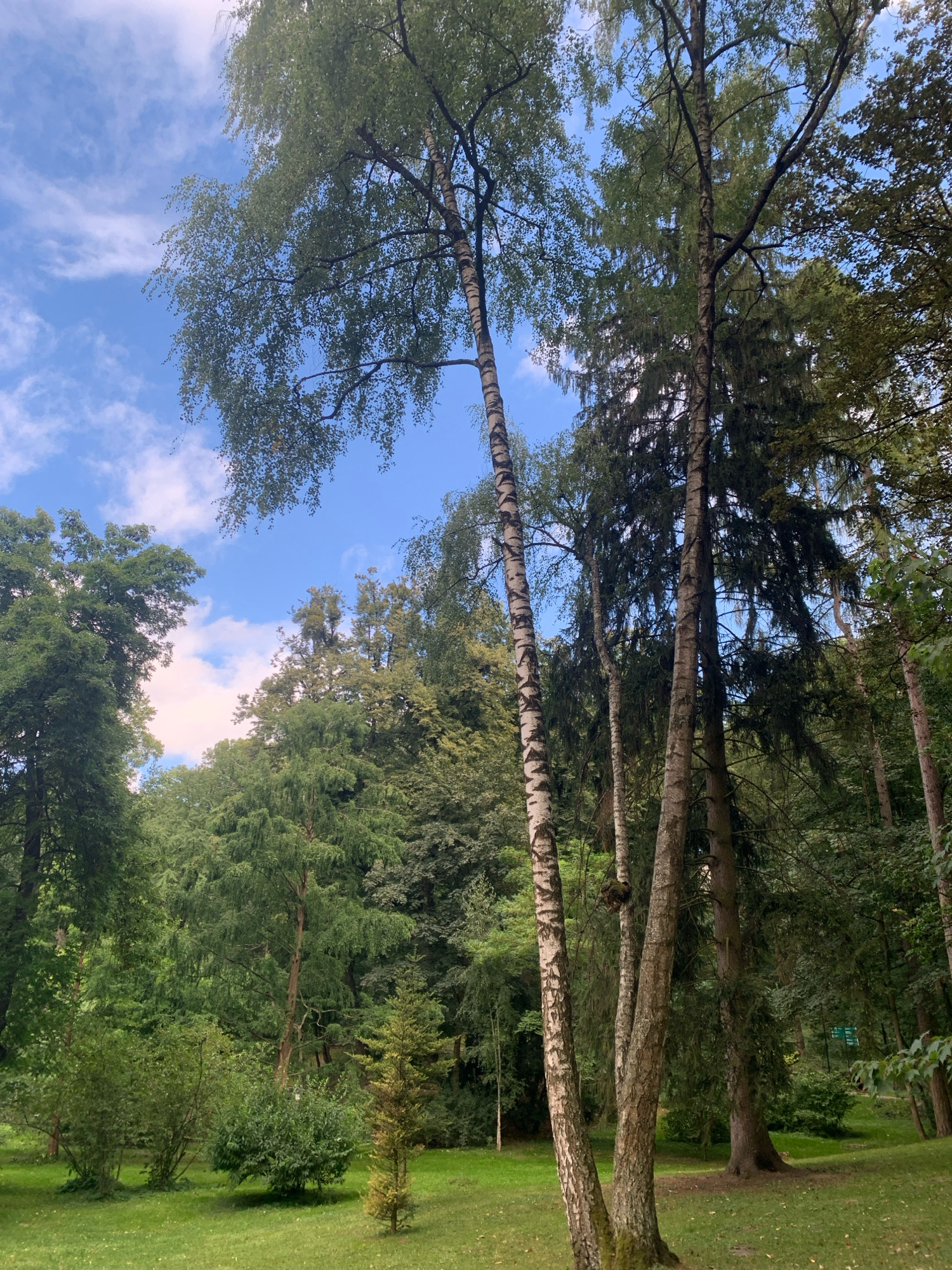 The image depicts a sunlit scene in a park with lush green grass and dense trees under a blue sky with scattered white clouds. In the foreground, three tall trees stand prominently: two with distinctive white, black-marked bark, and a third with darker bark. The trees are surrounded by a variety of other trees and bushes of varying heights and shades of green, creating a layered forest effect. The ground is covered in short, well-maintained grass, with some fallen leaves scattered around the base of the trees. The lighting suggests it is daytime, likely late morning or early afternoon, with sunlight filtering through the leaves. The overall atmosphere is serene and natural, indicative of a park or a wooded area within a city.
The location is Lviv, Ukraine, specifically the Stryiskyi Park, also known as Tsyans'ki Gardens. This park, established in the 19th century, is one of the oldest and largest parks in Lviv. The prominent birch trees are characteristic of the park's diverse flora. The presence of manicured lawns, well-spaced trees, and the overall ambiance are consistent with the appearance of Stryiskyi Park, which is a popular recreational space for residents and visitors. There are no people visible in the image.