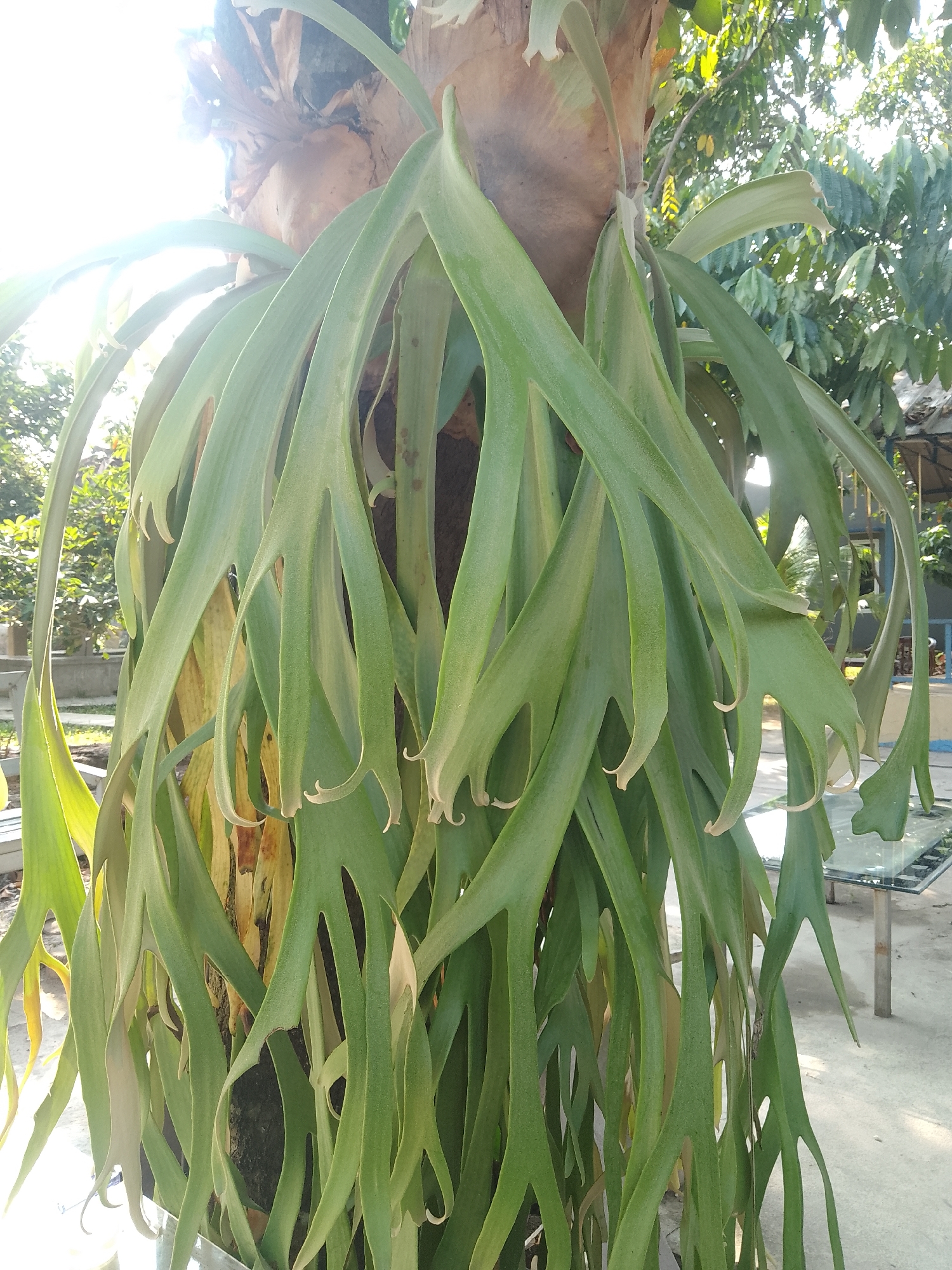 The image depicts a large Staghorn Fern plant epiphytically growing on a tree trunk, likely in an outdoor setting in Jonggol, Indonesia. The fern's fronds are broad, green, and lobed, cascading downwards. The trunk of the host tree is visible and appears rough-barked. In the background, foliage of other trees and plants can be seen, suggesting a garden or natural environment. Sunlight filters through the leaves, creating bright highlights and shadows. A glimpse of a paved area and what appears to be a glass-topped table with metal legs is also visible in the lower right portion of the image, indicating a cultivated area. There are no people or animals present in the image.