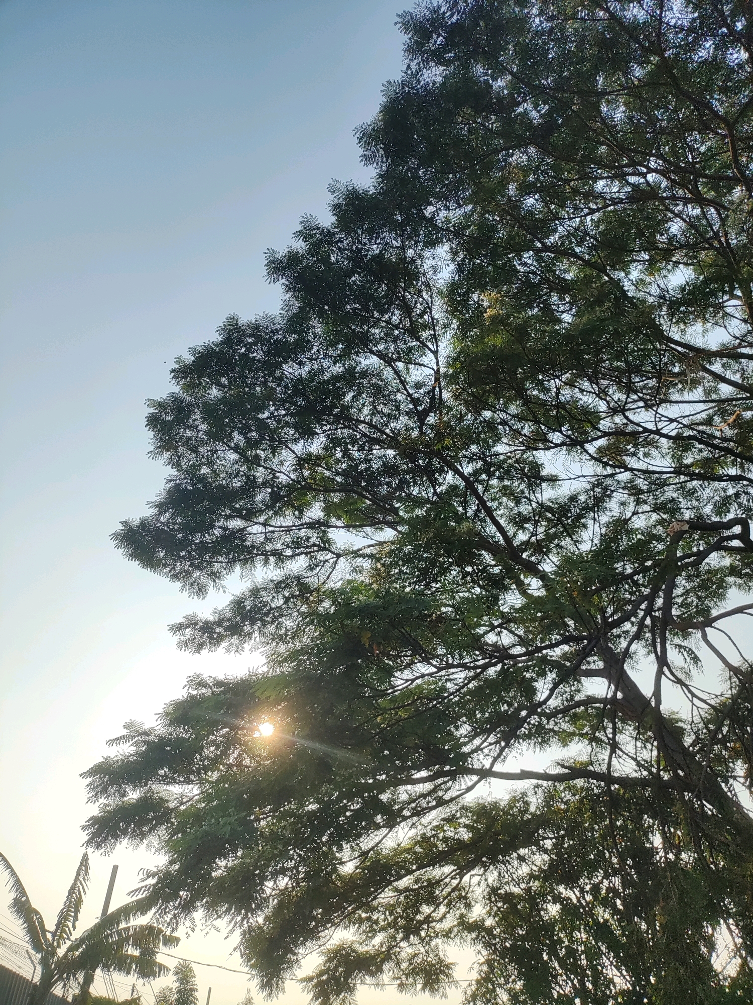 The image shows a tree with dense green foliage against a pale blue sky. The sun is shining through the leaves, creating a lens flare effect. In the lower left corner, a portion of a banana tree and a fence are visible. The scene appears to be an outdoor setting, likely in a city given the presence of the fence and potential power lines. The time of day is likely morning or late afternoon, due to the angle of the sun. The overall impression is a natural scene juxtaposed with man-made elements.