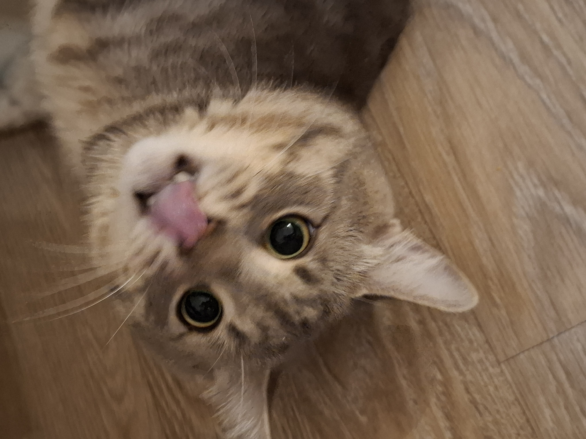 An adult cat with tabby markings is lying on its back on a wooden floor. The cat is looking upwards, and its tongue is sticking out. The cat's eyes are open and appear to be green. The cat's fur is a mix of brown and grey. The floor is made of wooden planks. The scene appears to be indoors, likely in a residential setting. There is no discernible location in Zemun Urban Municipality, Serbia, that can be identified from the image alone.