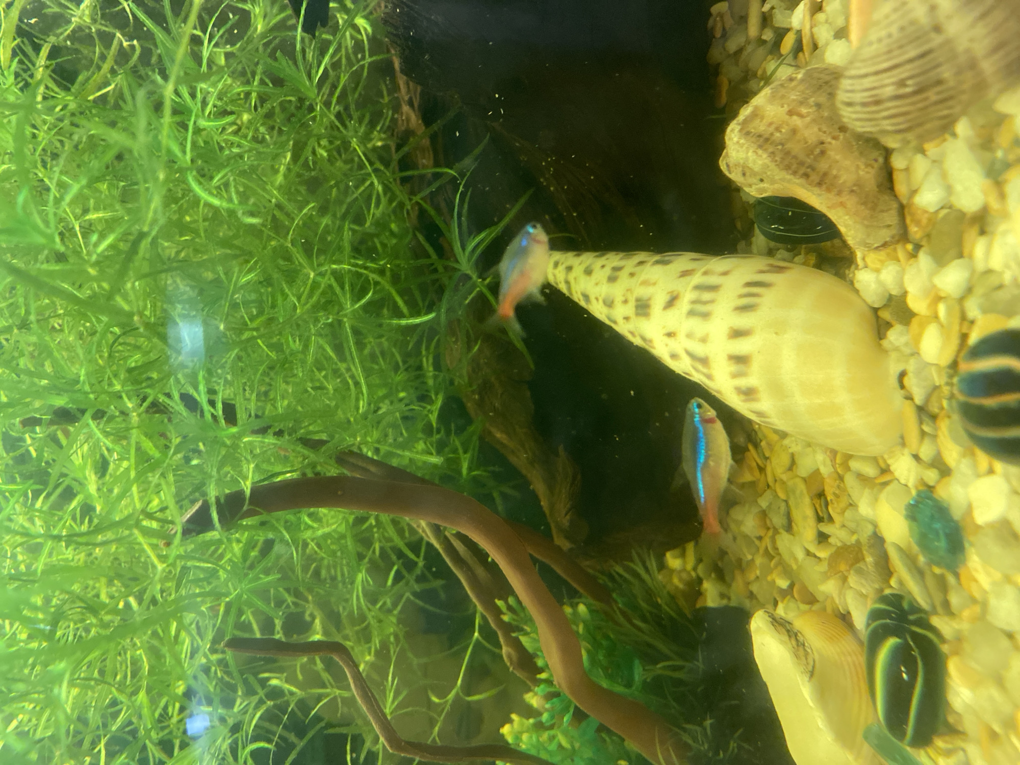 This is a close-up, eye-level shot of an aquarium. In the foreground, there are several decorative elements on the gravel substrate, including a large, coiled, tan-colored shell with spiral markings, a white, ridged shell, and a few smaller, dark, striped objects that appear to be snails or other decorative items. In the middle ground, two small, neon tetras are swimming. One is a bright blue and red fish, and the other has a similar iridescent blue stripe. Behind the fish and shells, there is a dark brown piece of driftwood and a dense bed of vibrant green aquatic plants. The lighting is bright, illuminating the fish and decorations. The image does not provide any information about the city of Volzhsk, Russia.