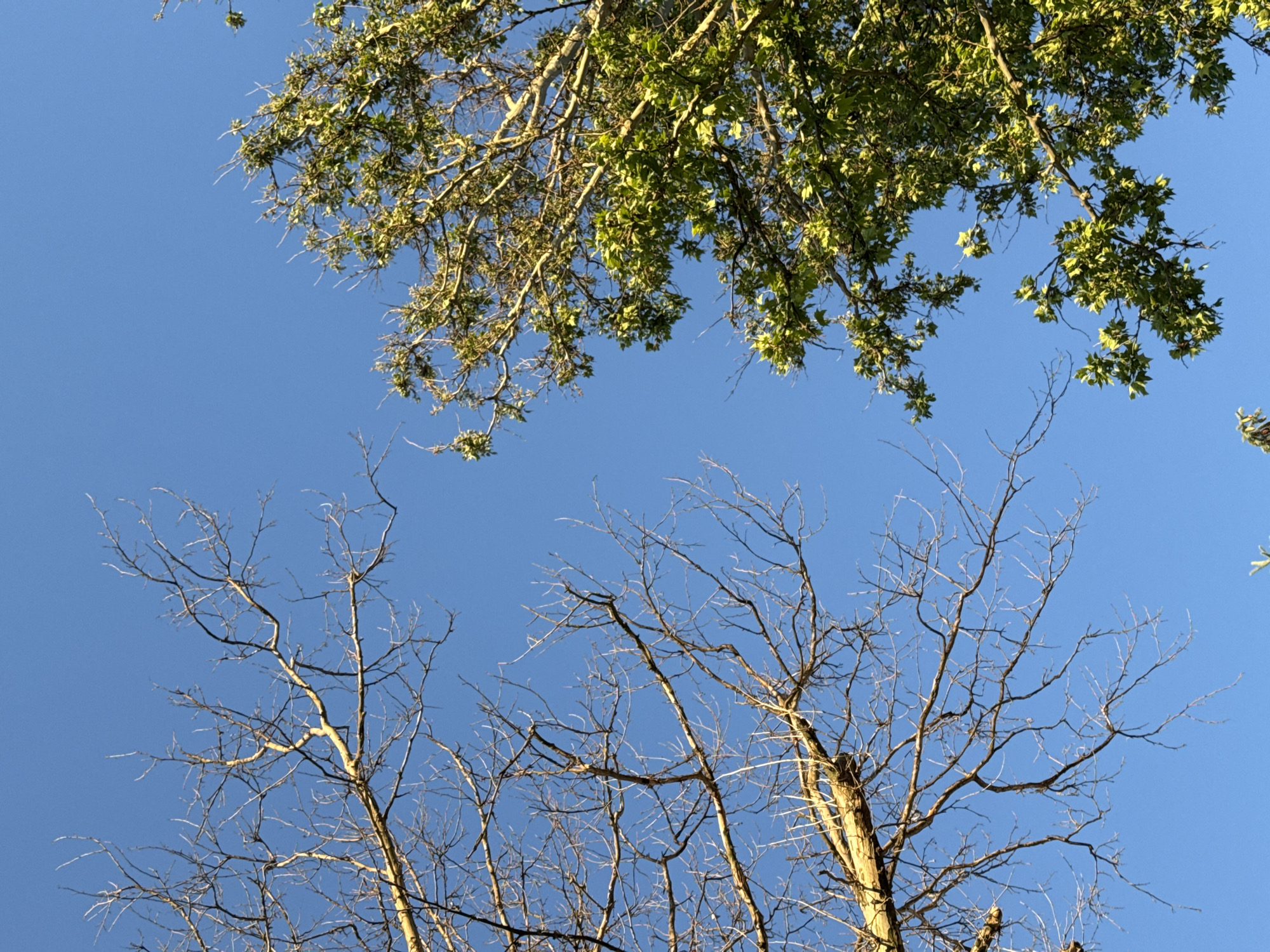 Two trees are shown against a clear blue sky. On the left, a tree with bare branches extends across the frame. On the right, a tree with green leaves is visible, with its branches reaching towards the center of the image. The perspective is looking upwards from below. The location is Unknown, Unknown.