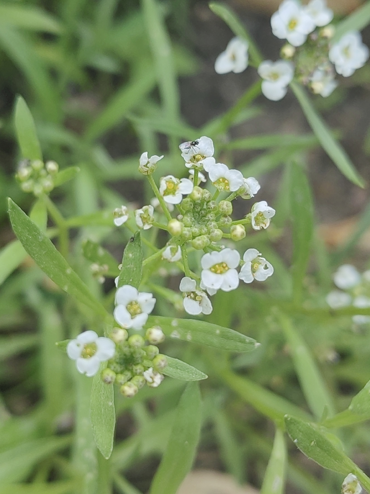 A close-up, high-angle shot captures a cluster of small white flowers with yellow centers and green foliage. A tiny black insect with translucent wings is perched on one of the petals. The background is softly blurred, showing more green leaves and hints of brown soil. This image was taken in the city of Hrodna, Belarus.