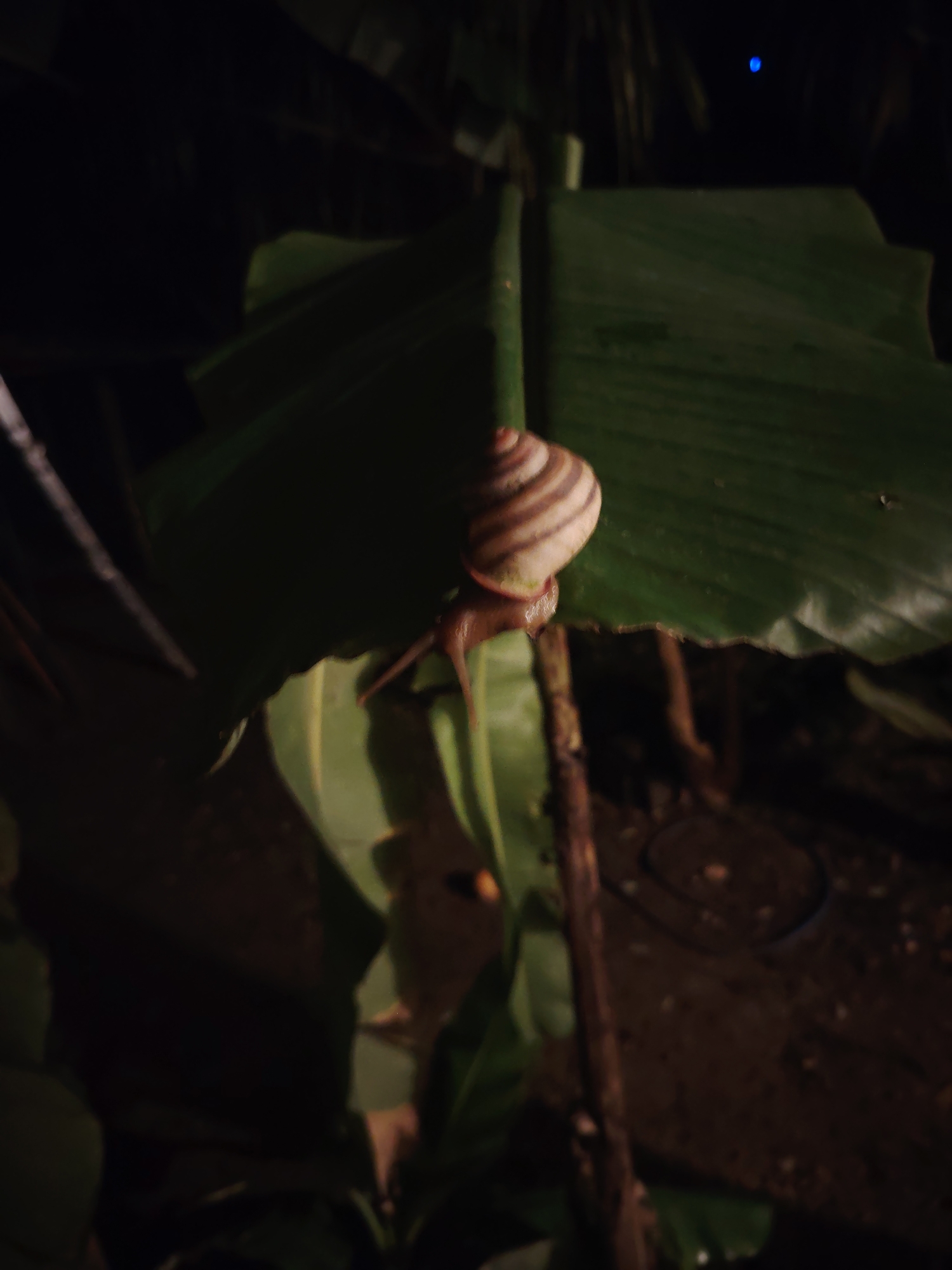 A snail with a striped shell is on a green leaf. The snail is in the center of the image, and its shell is spiraled with alternating light and dark brown stripes. The snail is partially extended from its shell, with its head and tentacles visible. The leaf is large and green, with visible veins. The background is dark and out of focus, with some hints of other foliage and a dark ground surface. The lighting is dim, suggesting the image was taken at night. There are no people or other discernible objects in the scene. The location is unknown.