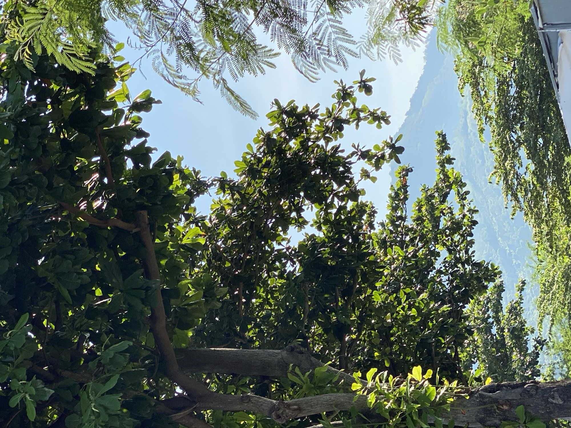 A view of lush green foliage against a hazy blue sky in Nha Trang Ward, Vietnam. The foreground is dominated by a large tree with thick branches and dark green leaves, some of which are illuminated by sunlight. To the right, a smaller tree with feathery, light green leaves is visible. In the background, layers of misty green hills recede into the distance, creating a sense of depth. The overall impression is one of natural beauty and tranquility. There are no people or discernible man-made structures beyond what might be a roofline partially visible at the bottom right edge of the frame.