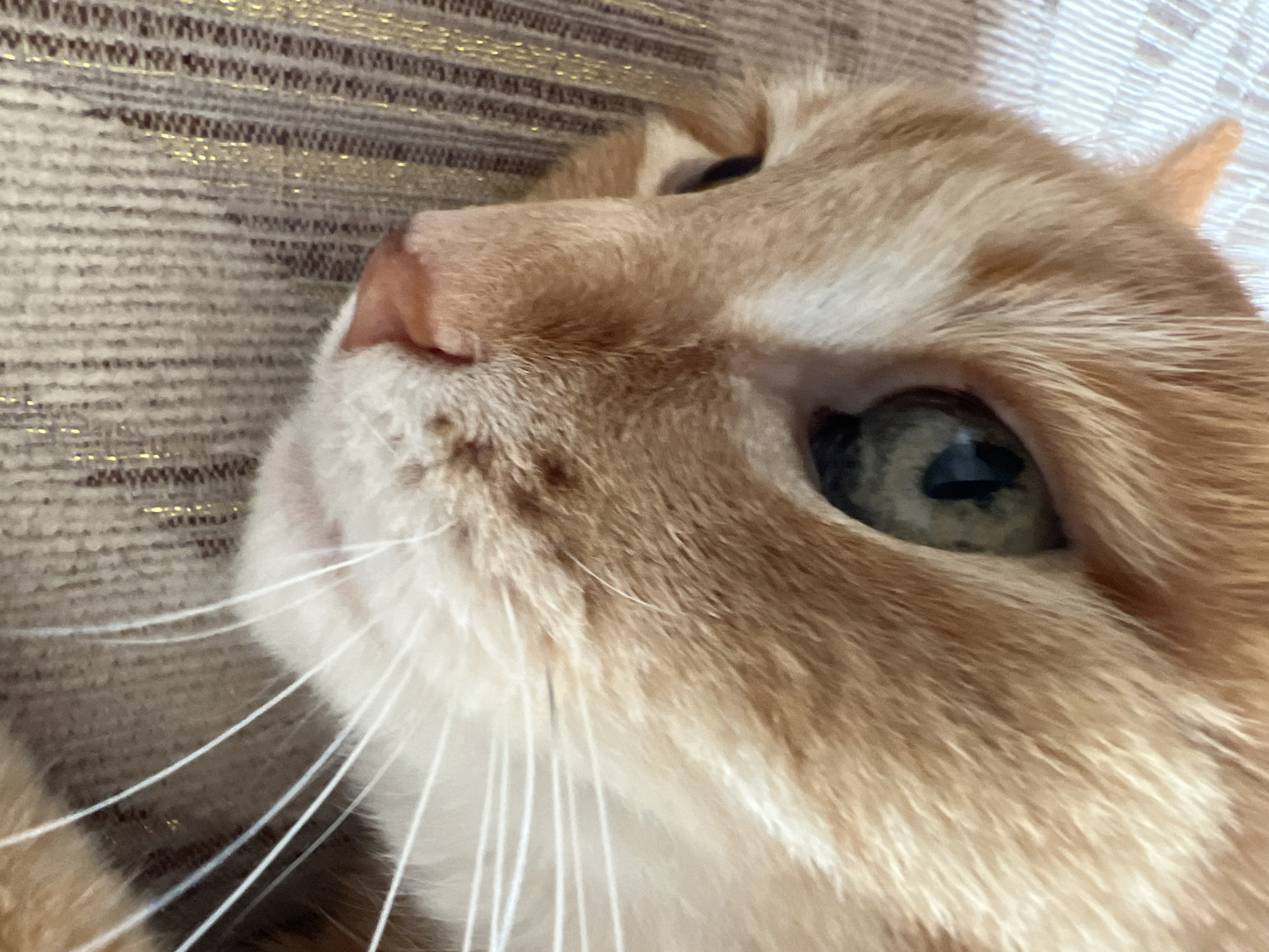 A close-up, eye-level shot shows the face of an orange tabby cat. The cat's left eye, with its pupil dilated, is prominently featured, showcasing a mix of green and black hues. Its nose is a soft pink, and its white whiskers fan out across its face. The cat appears to be resting on a textured surface with a pattern of thin, vertical stripes, some of which have a subtle shimmer. The background is out of focus, with faint horizontal lines of a light color. The lighting is soft, casting a gentle glow on the cat's fur, highlighting its orange and white markings. The cat's gaze is directed slightly downwards and to the left.