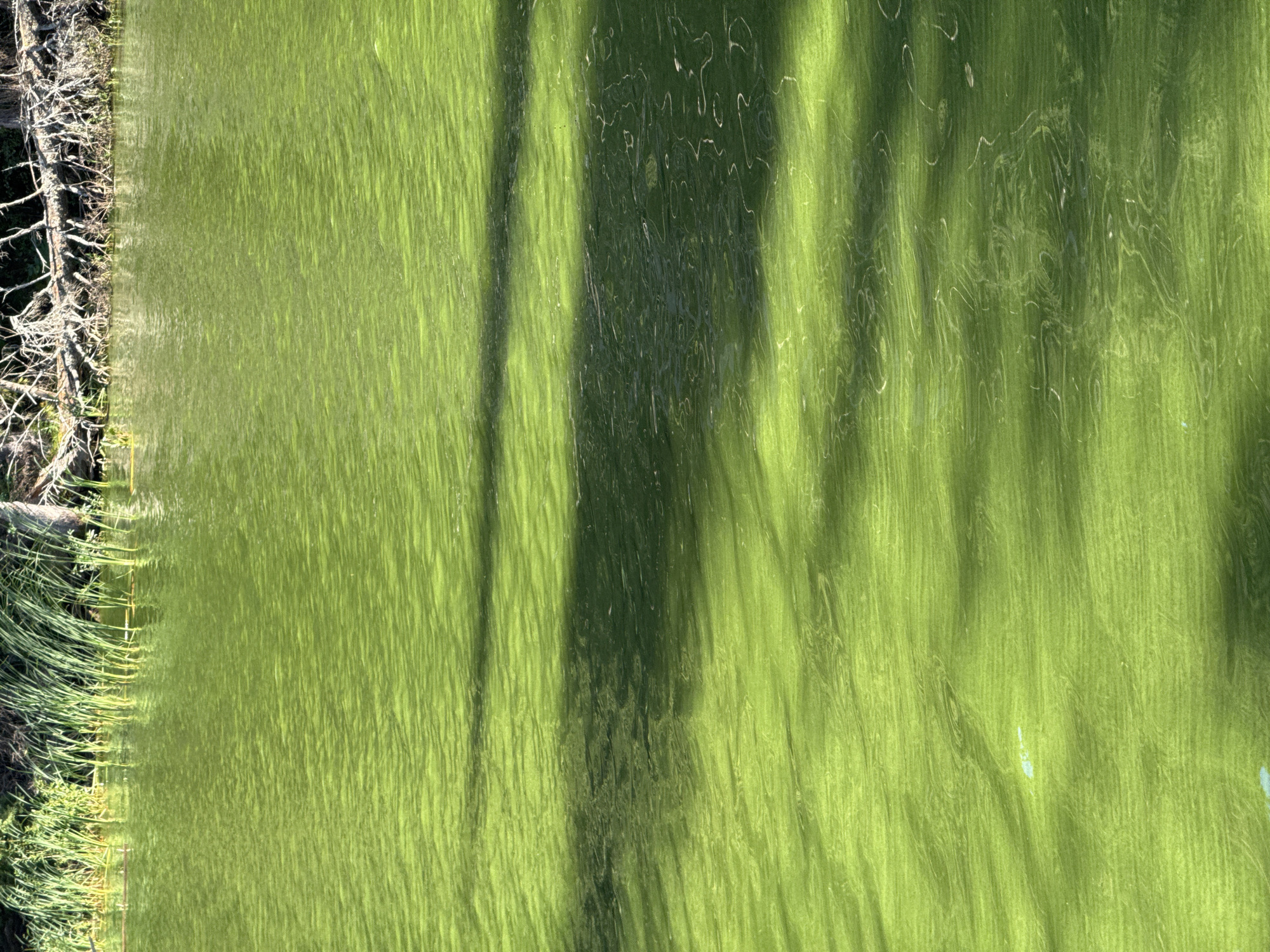 The image shows a body of water with a vibrant green color, indicative of algae bloom. Reeds and fallen branches line the upper edge of the water, suggesting a natural or semi-natural environment. The water's surface is rippled, reflecting shadows from unseen objects, possibly trees or structures. The overall impression is one of a still, somewhat stagnant body of water, potentially a pond or slow-moving river in a rural or park-like setting. No people or animals are visible. The specific location within Gora (Khokhlovskoe S/P), Russia, is not identifiable from the visual information alone.