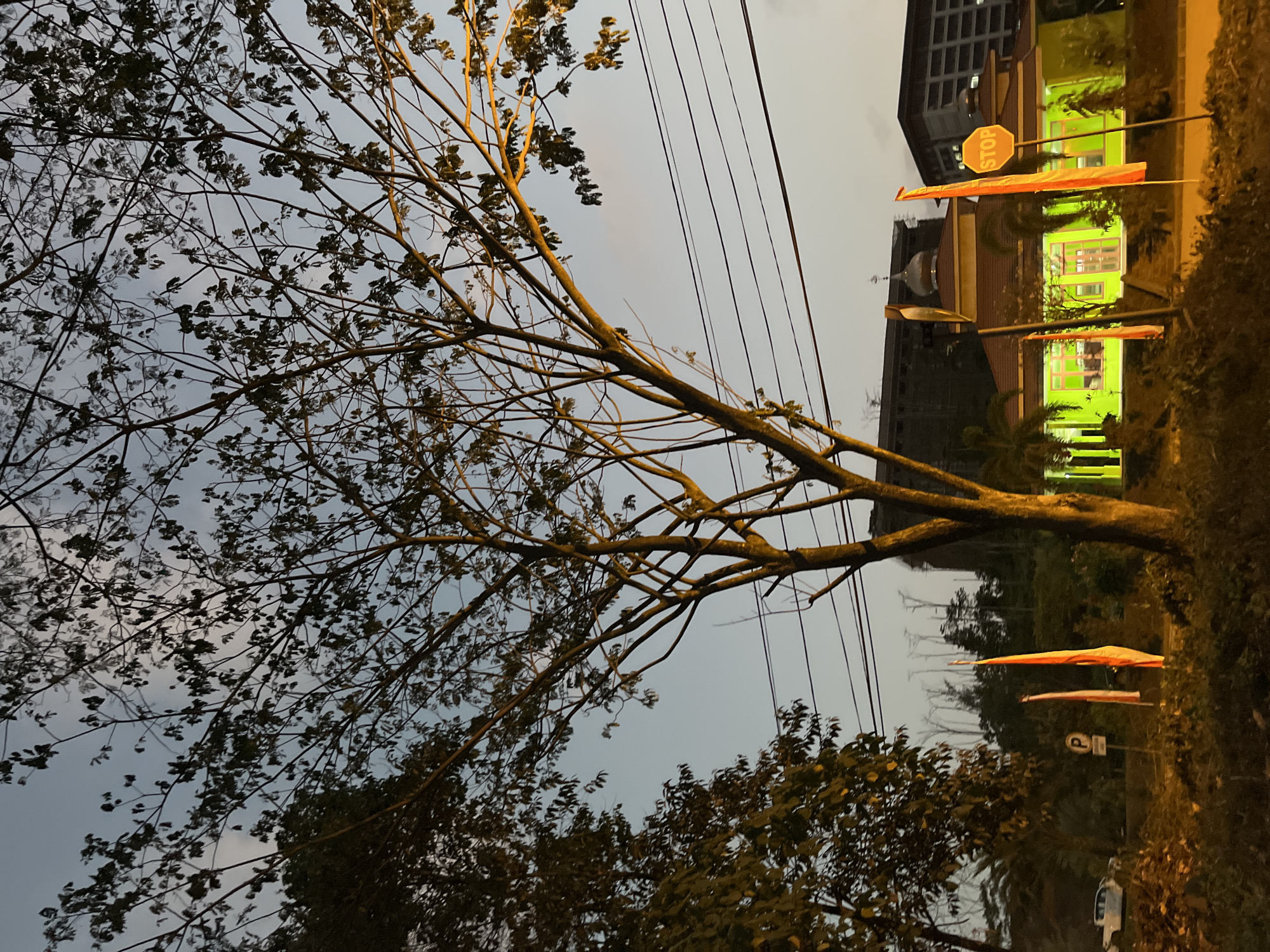 An outdoor, low-angle, full-shot photograph captures a street scene at dusk in Lalampu, Indonesia. The sky is a pale blue-gray, transitioning from twilight. In the foreground, the bare branches of a large tree dominate the upper half of the frame, its silhouette stark against the sky. To the left, a darker, leafy tree partially obscures the view.
Below the trees, a brightly lit, lime-green building with a reddish-brown roof appears to be a mosque, evidenced by a small dome. Several orange flags on poles are positioned in front of the building, illuminated by an unseen light source. A yellow octagonal STOP sign stands to the right of the mosque. In the background, several modern buildings, some under construction, rise behind the mosque. Power lines are visible crisscrossing the upper portion of the scene, spanning between utility poles. On the left side of the frame, a white car is parked near a patch of dense vegetation, and a circular sign with a "P" is visible near the road. The overall lighting suggests it is either early morning or late evening.