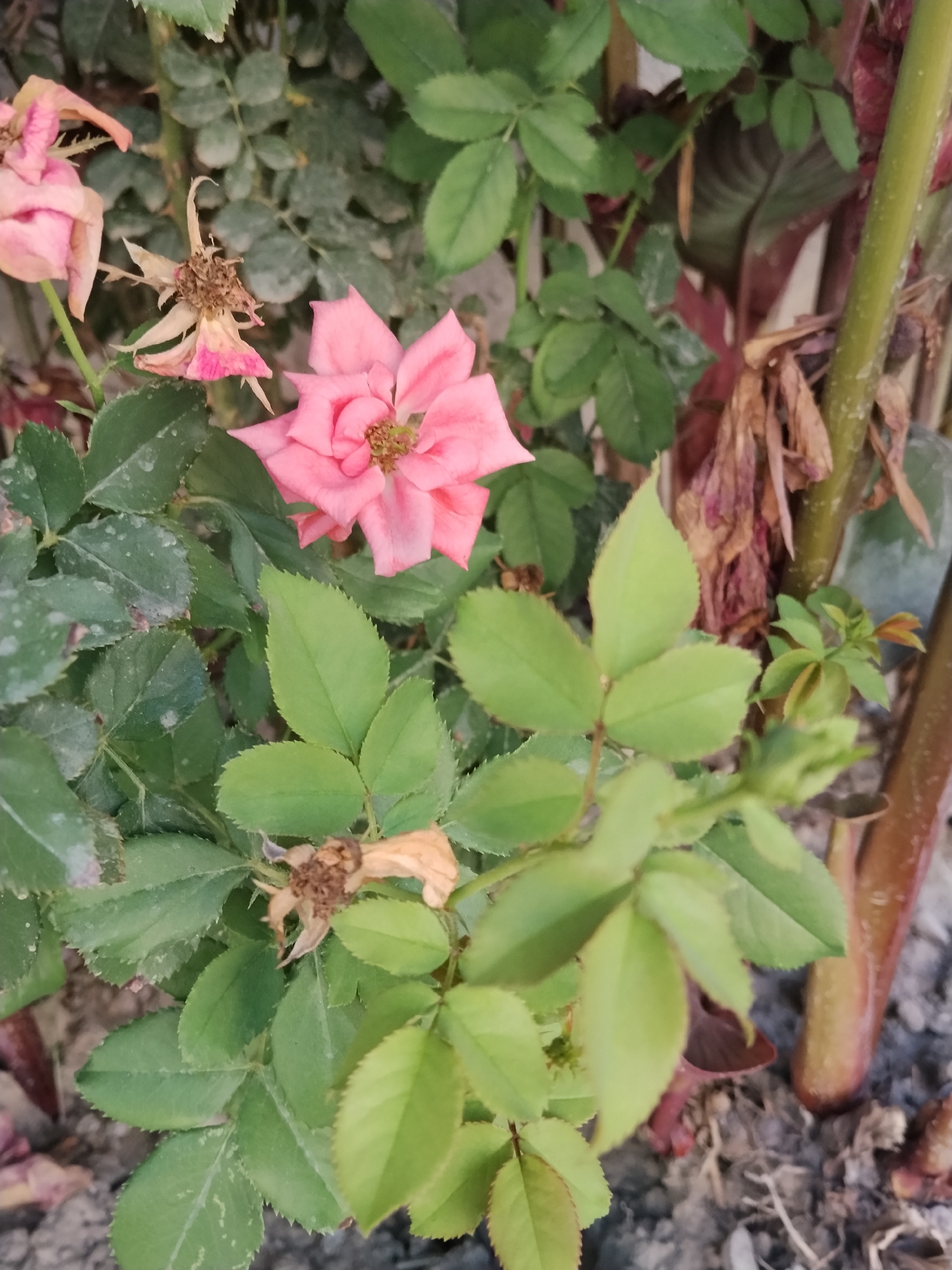 A close-up, eye-level shot showcases a pink rose in bloom, positioned slightly left of the center frame. The rose, with its soft pink petals and visible stamen, is the primary subject. To the left of the blooming rose, two other roses are visible, one fully bloomed and faded, and another in the process of wilting, showing signs of drying petals and brown centers. The foliage consists of various shades of green leaves, some appearing healthy and vibrant, while others are dusty and showing signs of age. A thick, brown stem runs vertically along the right side of the image, with a reddish-brown hue at its base, suggesting it's part of a larger plant or shrub. The ground beneath the plant is composed of dirt and small pebbles. The scene appears to be an outdoor setting, possibly a garden or park. Without further context, a specific location within Kulob, Tajikistan cannot be determined.