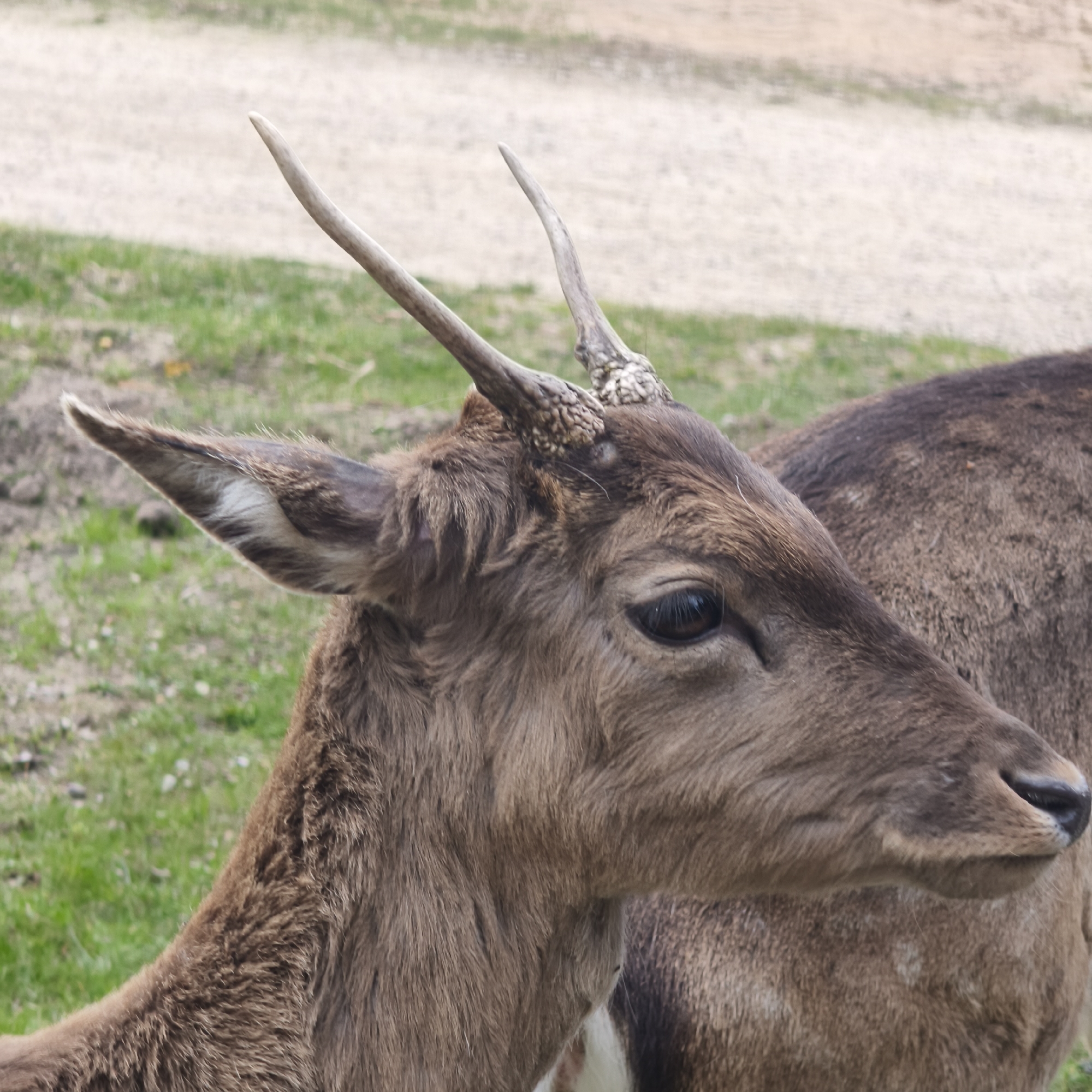 A close-up shot of a deer's head and partial body. The deer has a dark brown coat and small antlers that are just beginning to grow. The background shows grass and dirt. The image appears to be taken outdoors during the day. It is not possible to infer that it is in Капцёўскі сельскі Савет, Belarus, from visual information alone.