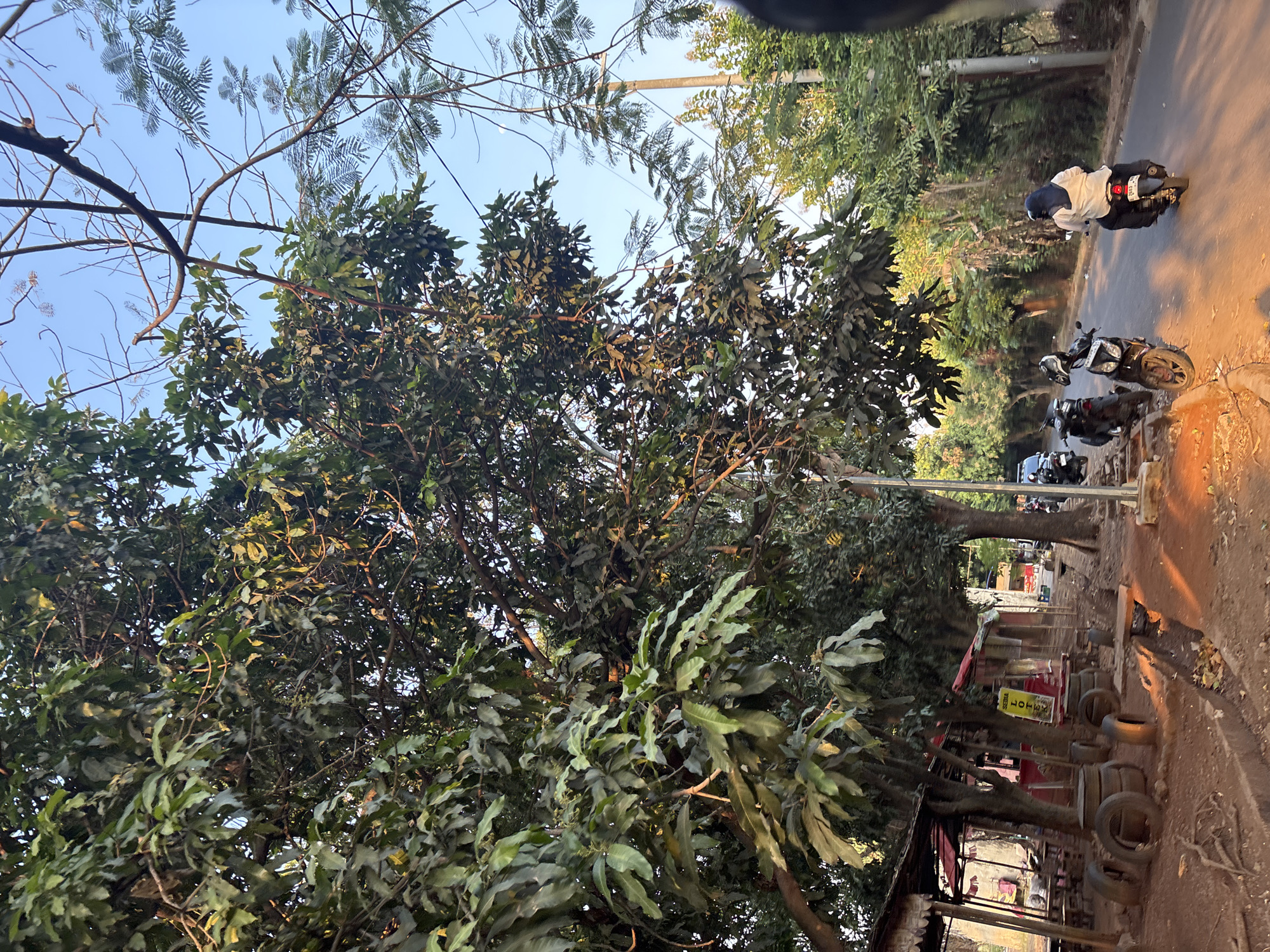 In Cirebon, Indonesia, a sun-drenched roadside scene unfolds. Large trees with dense green foliage dominate the left side of the frame, casting dappled shadows onto a dirt path and a small roadside stall. The stall, with its red awning and simple wooden tables and chairs, appears to be a local eatery or shop. Several stacked tires and discarded wheels are present on the ground in front of the stall, suggesting a rustic or utilitarian setting.
A paved road runs parallel to the path, with two motorcycles parked on the side. One motorcycle, a white and dark colored scooter, is positioned closer to the viewer, while another black scooter is further down the road. A person wearing a white shirt and a dark hijab is riding a motorcycle away from the camera on the road, their form illuminated by the warm, low-angle sunlight. In the background, more trees and vegetation line the road, creating a sense of depth. The sky above is a clear, pale blue. The overall atmosphere is one of a typical, peaceful day in a roadside community in Cirebon.