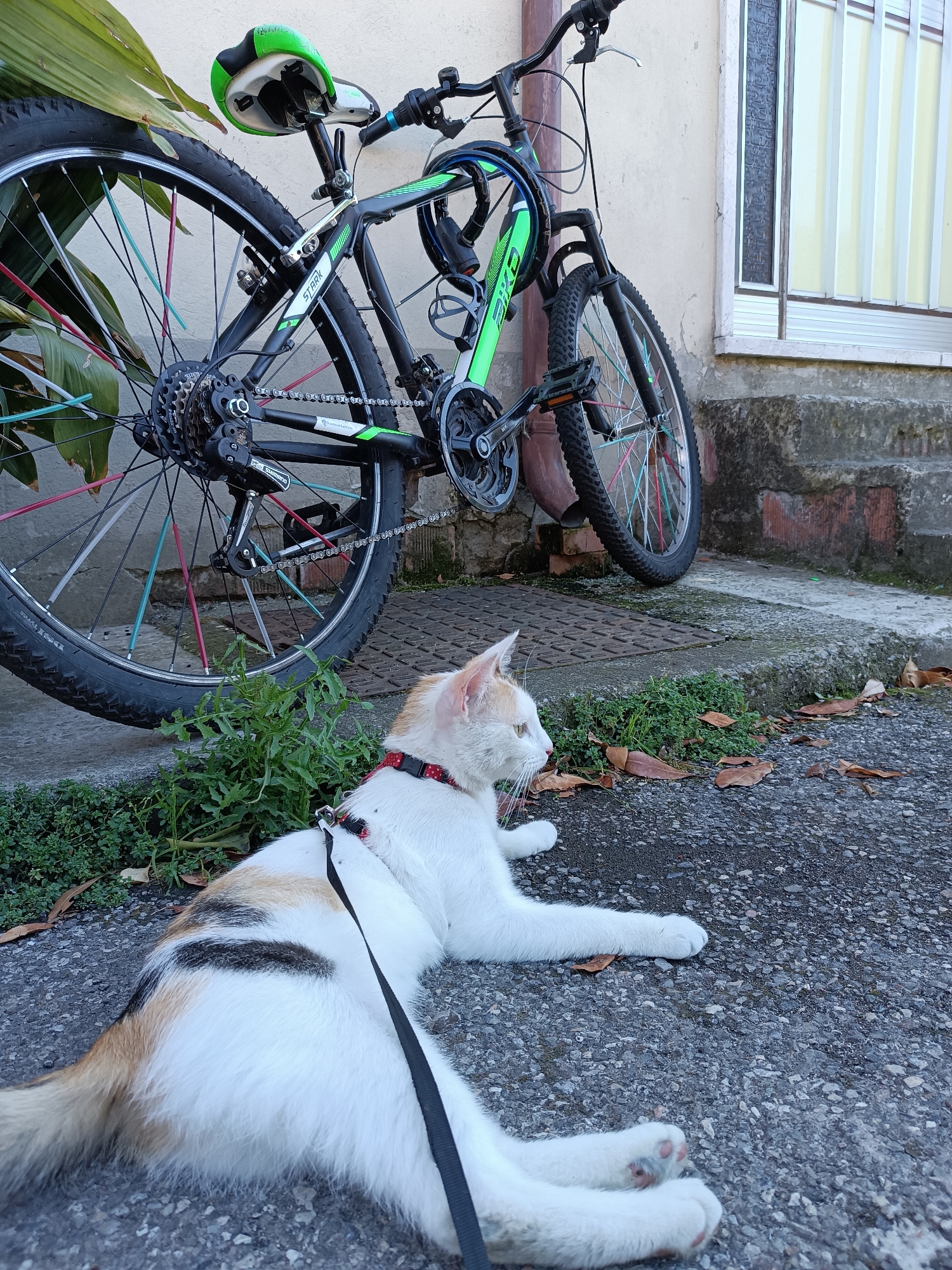 A cat with predominantly white fur, with patches of orange and black, lies on asphalt in front of a building in Viadana, Italy. It wears a red and black harness and is attached to a black leash. Behind the cat is a black and green mountain bike with colorful spokes leaning against the wall. A small patch of vegetation grows between the asphalt and the building, with dry leaves scattered around. A window with white shutters is visible on the wall behind the bike. The scene is located near the coordinates 44.9374, 10.5155.