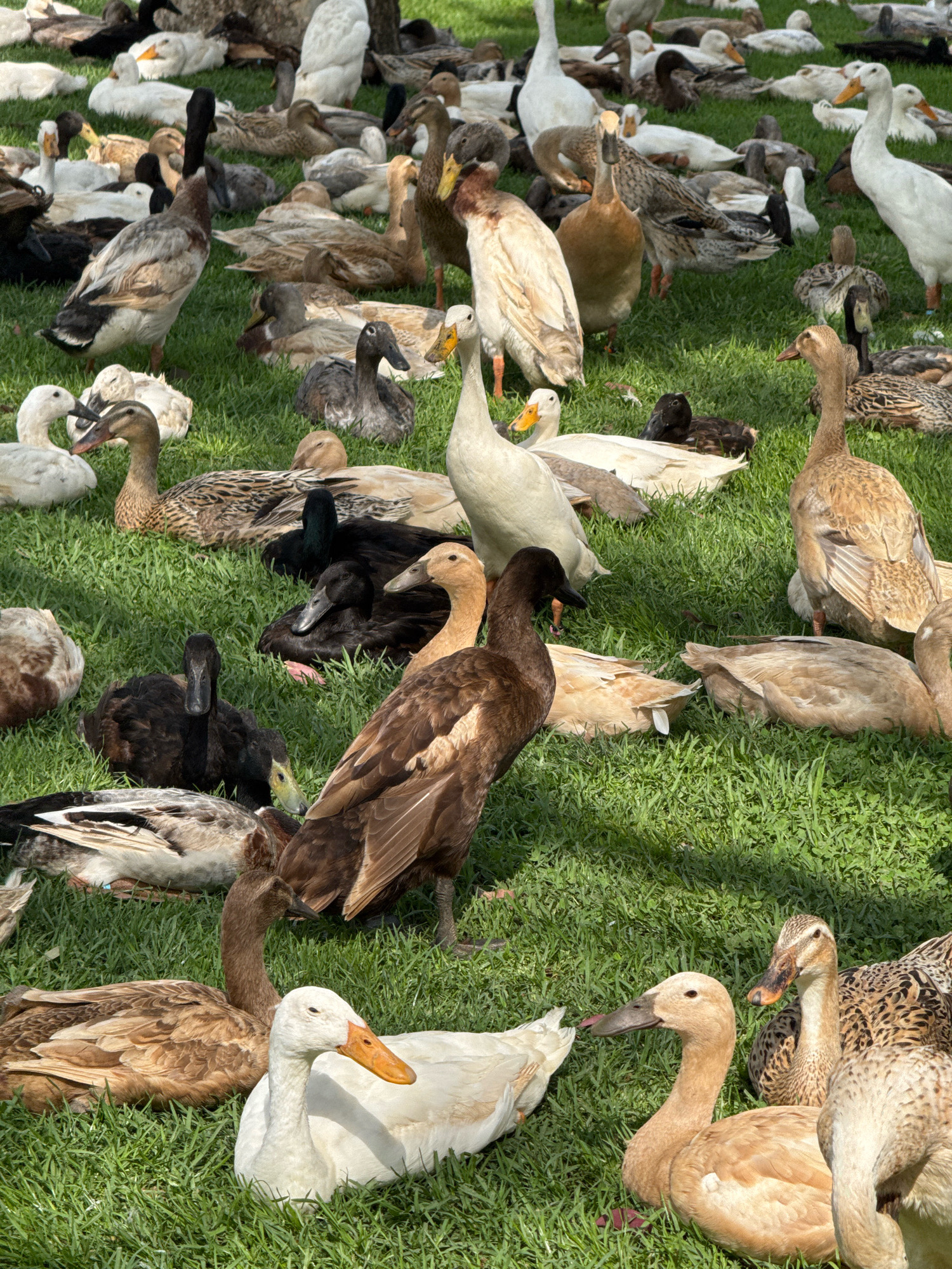 A flock of ducks, comprised of both white and brown varieties, are gathered on a vibrant green lawn. The ducks are in various states of repose, with some standing and others lying down. Their bodies are a mix of soft whites, earthy browns, and speckled patterns. The sunlight casts dappled shadows across the grass, suggesting a bright, outdoor setting. The image does not provide any information about a location in the city of Macassar, South Africa.
