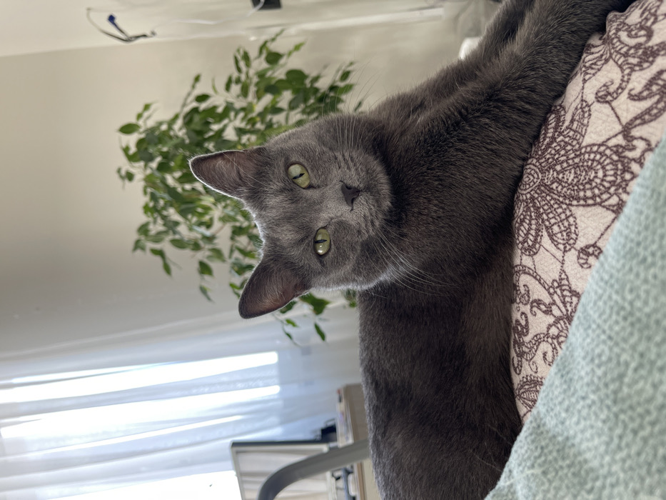 A grey domestic cat with short fur and bright green eyes lies on a patterned pillow in an indoor setting within Tatarskoe Mamatkozino, Russia. The cat's body is oriented towards the right, with its head tilted slightly to the right, facing the viewer directly. Its front paws extend forward onto the pillow. The pillow features a light background with a dark brown, intricate floral or lace-like pattern. A light blue/mint green knitted fabric is partially visible in the bottom left foreground, adjacent to the pillow. In the background, a window with sheer white curtains is visible on the left, emitting natural light. A large green leafy houseplant is positioned behind the cat on the right. A dark, curvilinear object, possibly part of a lamp or furniture, is partially visible to the left of the cat's head near the window.