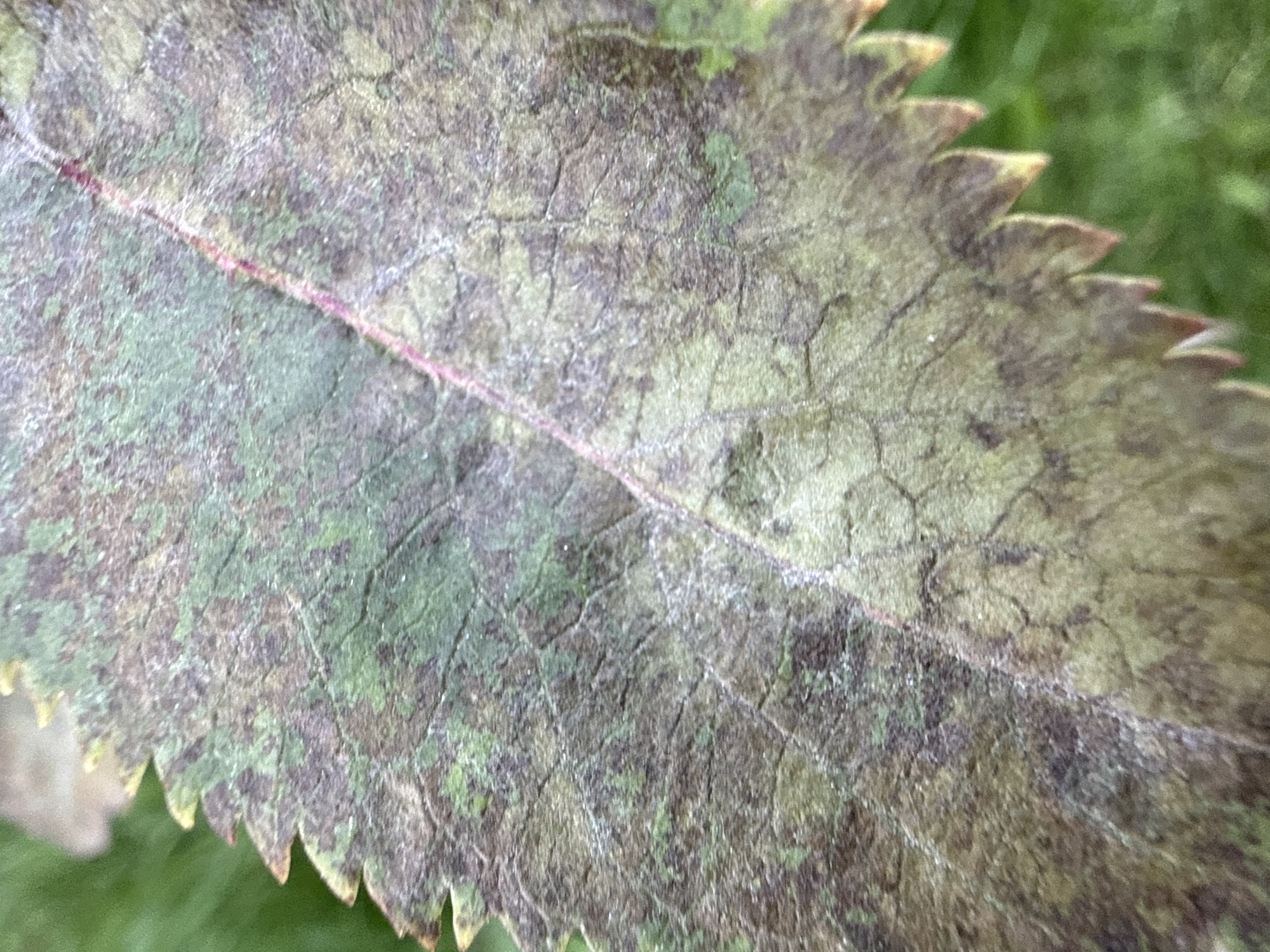 The image is a close-up, high-angle shot of a dying leaf. The leaf is mottled with shades of brown, green, and purple. A thin, reddish vein runs diagonally across the leaf. The edge of the leaf is serrated. The background is a blur of green grass. The image does not contain any discernible information about a location in Ridabu, Norway, nor does it depict any people, actions, or interactions.