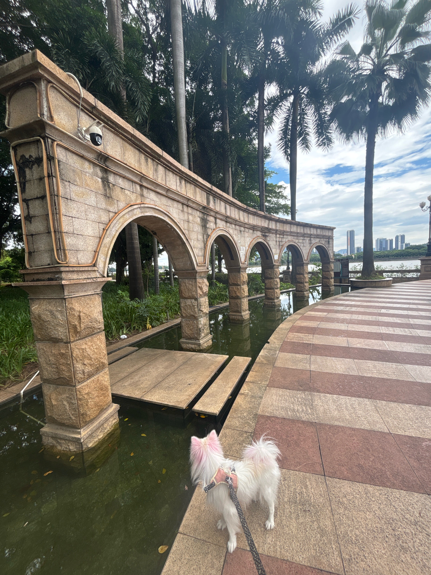 A small, white dog with pink-dyed fur on its ears and tail stands on a paved walkway next to a body of water. The dog is wearing a pink harness and a black leash. The walkway is made of large, square tiles in alternating shades of beige and reddish-brown. In the background, there is a stone arcade with multiple arches, supported by thick, square pillars. A security camera is mounted on top of the arcade. Beyond the arcade, palm trees and other lush greenery are visible. In the distance, a river or lake separates the park area from a city skyline with tall buildings. The sky is partly cloudy. The scene is in Nanhai District, China.