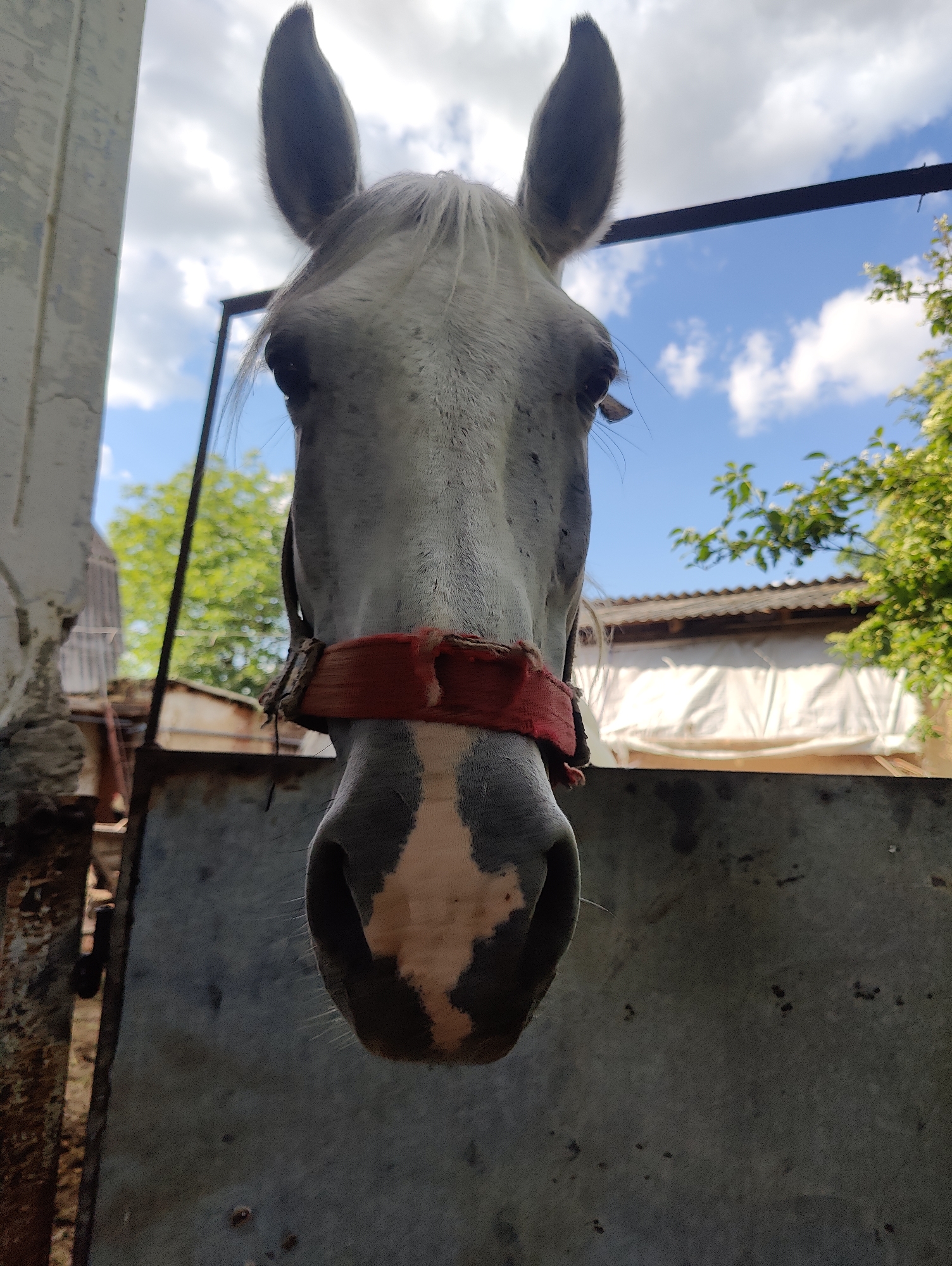 This is a close-up, low-angle shot of a white horse's face, looking directly at the camera. The horse has dark eyes, prominent ears, and a white marking on its nose. It's wearing a red halter. The background is slightly blurred, showing a cloudy blue sky with some green trees and rustic buildings, suggesting an outdoor rural setting. The time of day appears to be daytime, possibly late morning or early afternoon, given the brightness of the sky. The overall mood is straightforward and perhaps a bit curious, due to the horse's direct gaze. There is no visible text in the image. The location is Yarmolyntsi, Ukraine.