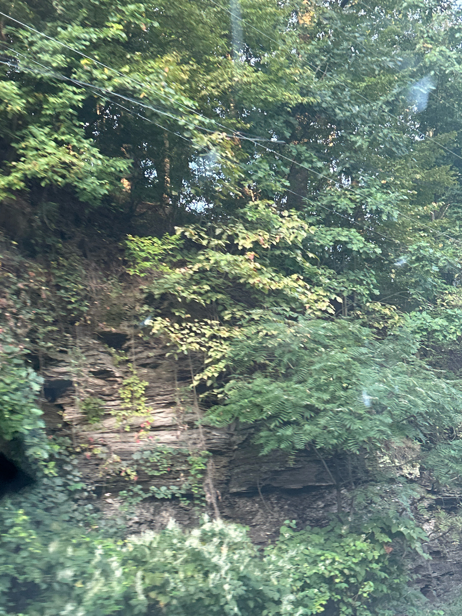 A photograph captures a rocky hillside covered in dense green foliage. The rock face appears layered and weathered, with some areas showing a stratified texture. Various trees and plants, including ivy, grow across the rock and spill down the slope. The scene is dominated by shades of green, with some lighter green and yellowing leaves interspersed amongst the darker foliage, suggesting a summer or early autumn setting. Overhead, thin wires are visible against the sky, possibly power lines or telephone lines. The overall impression is one of a natural, somewhat wild landscape integrated into an urban or suburban environment, possibly a park or a roadside embankment. The image does not contain any people or specific identifiable landmarks within Upper St. Clair, United States of America.