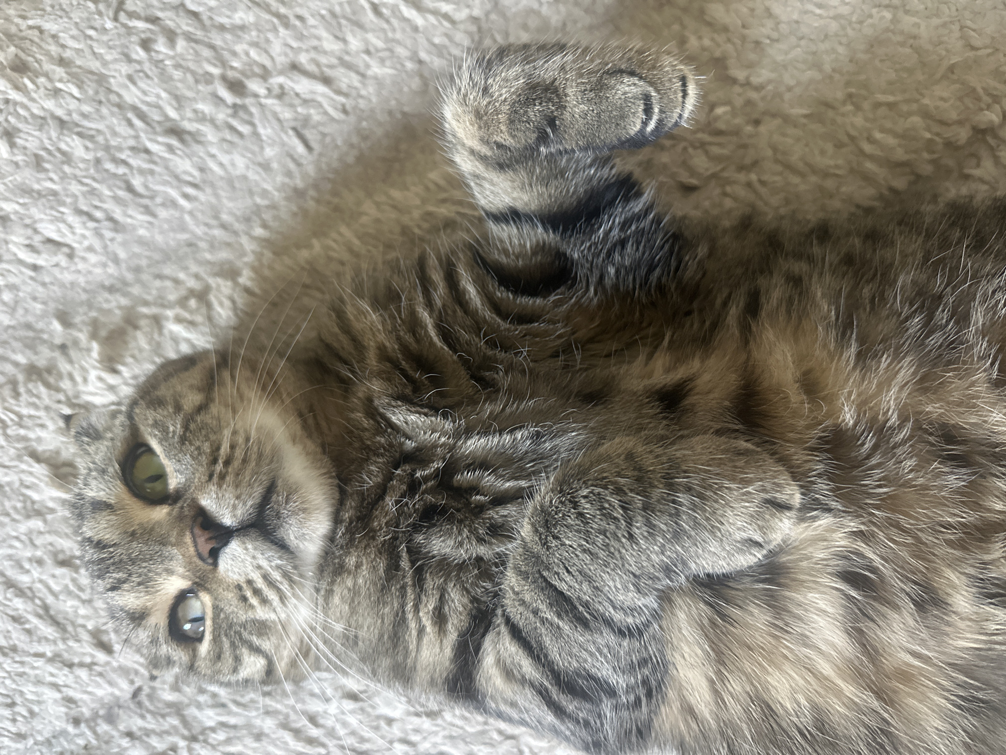 A Scottish Fold cat lies on its back on a cream-colored shaggy rug. The cat has grey and brown tabby markings and its ears are folded down. Its eyes are wide open, with one eye green and the other looking somewhat cloudy and light blue. The cat's paws are curled up towards its chest. The lighting suggests it is daytime, and the scene appears to be indoors. There is no information about the location in Virki, Russia.
