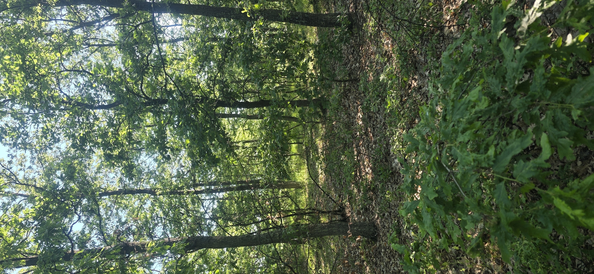 The image shows a forest scene, possibly located near Podvis, Bulgaria. The foreground features lush green foliage, possibly low-lying shrubs or small trees. The middle ground consists of a wooded area with numerous trees, their trunks visible against a backdrop of leaves and sunlight filtering through the canopy. The forest floor is covered with fallen leaves and some green undergrowth. The overall impression is one of a dense, sunlit forest. The scene is absent of people, so no actions or interactions are observable.
