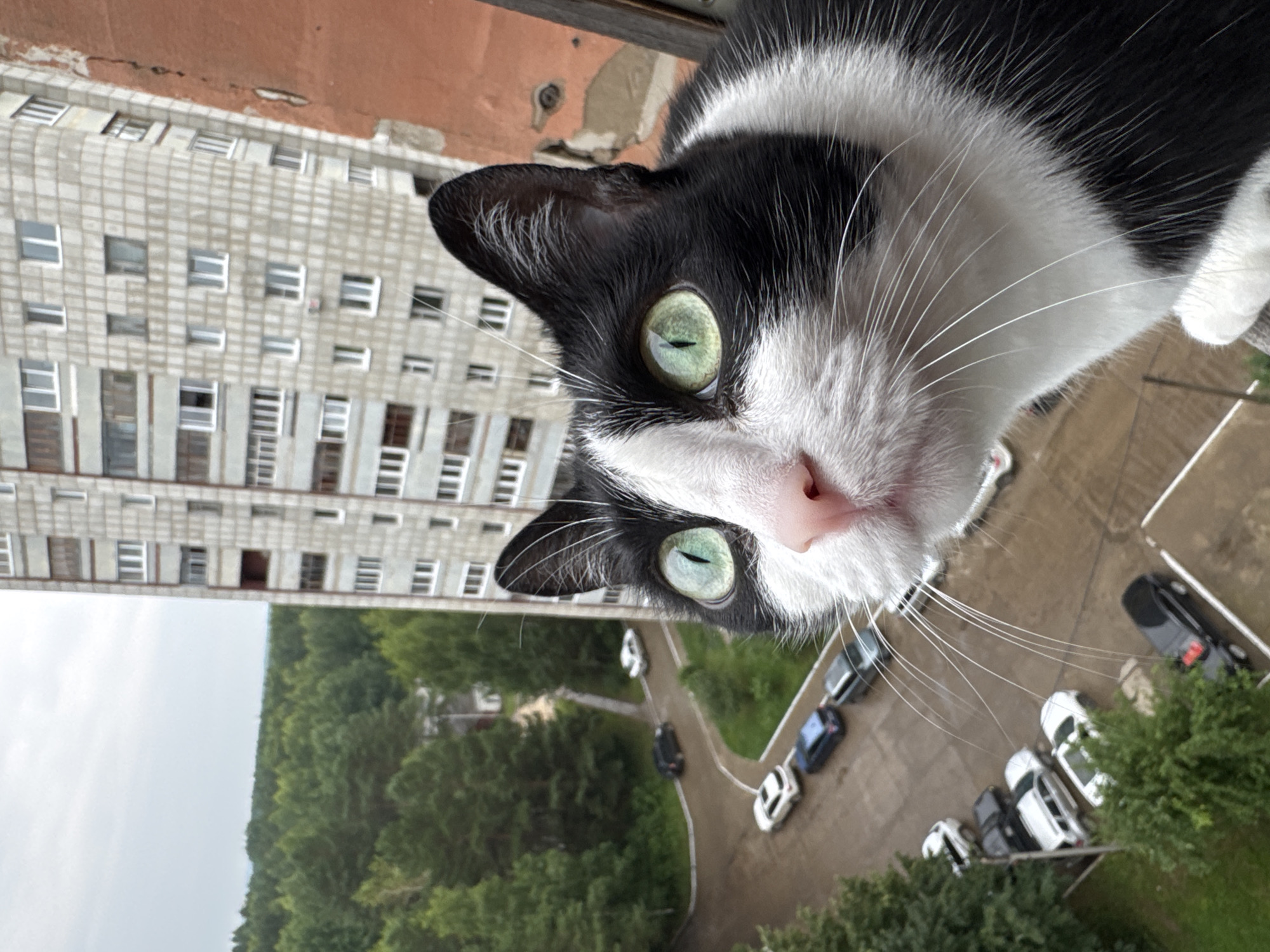 This media file is a close-up, high-angle shot of a black and white cat's face, with its body extending out of frame. The cat has striking green eyes and is looking directly at the camera, with its pink nose and white whiskers prominently displayed. The cat appears to be perched on a window ledge, with a brick building behind it and a view of trees and a parking lot with several cars below. The building is a multi-story apartment complex, likely a Khrushchyovka, characterized by its uniform grid of windows. The cars parked in the lot include several white sedans and a darker SUV, suggesting a residential area. The sky is overcast, indicating a cloudy day, possibly with a hint of rain. The overall setting appears to be a residential urban environment in Chaikovsky, Russia. The cat's gaze and close proximity create an intimate and perhaps slightly unnerving perspective for the viewer. No text is visible in the image.