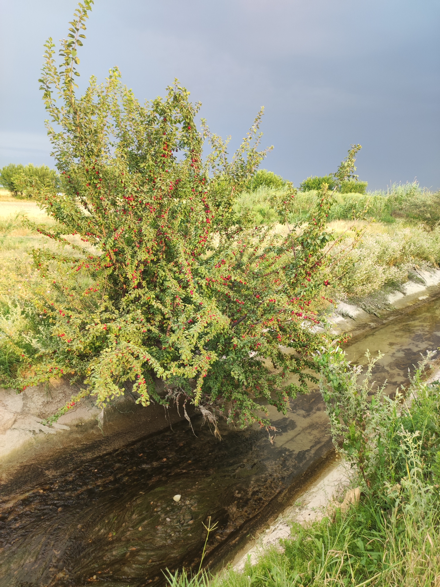 The image shows a water canal running through a rural area, likely in the city of Pakhtachi, Uzbekistan. On the left side of the canal, a large, bushy tree with numerous red fruits is growing. The tree has green leaves and appears to be laden with ripe fruit. The canal itself is a concrete-lined channel filled with murky water. The surrounding environment is characterized by dry grass and other vegetation, with a cloudy, overcast sky in the background. The scene suggests a natural, somewhat uncultivated landscape. There are no people or animals visible in the image, and no discernible actions or interactions are taking place. The focus is on the tree and the canal in a serene, rural setting.