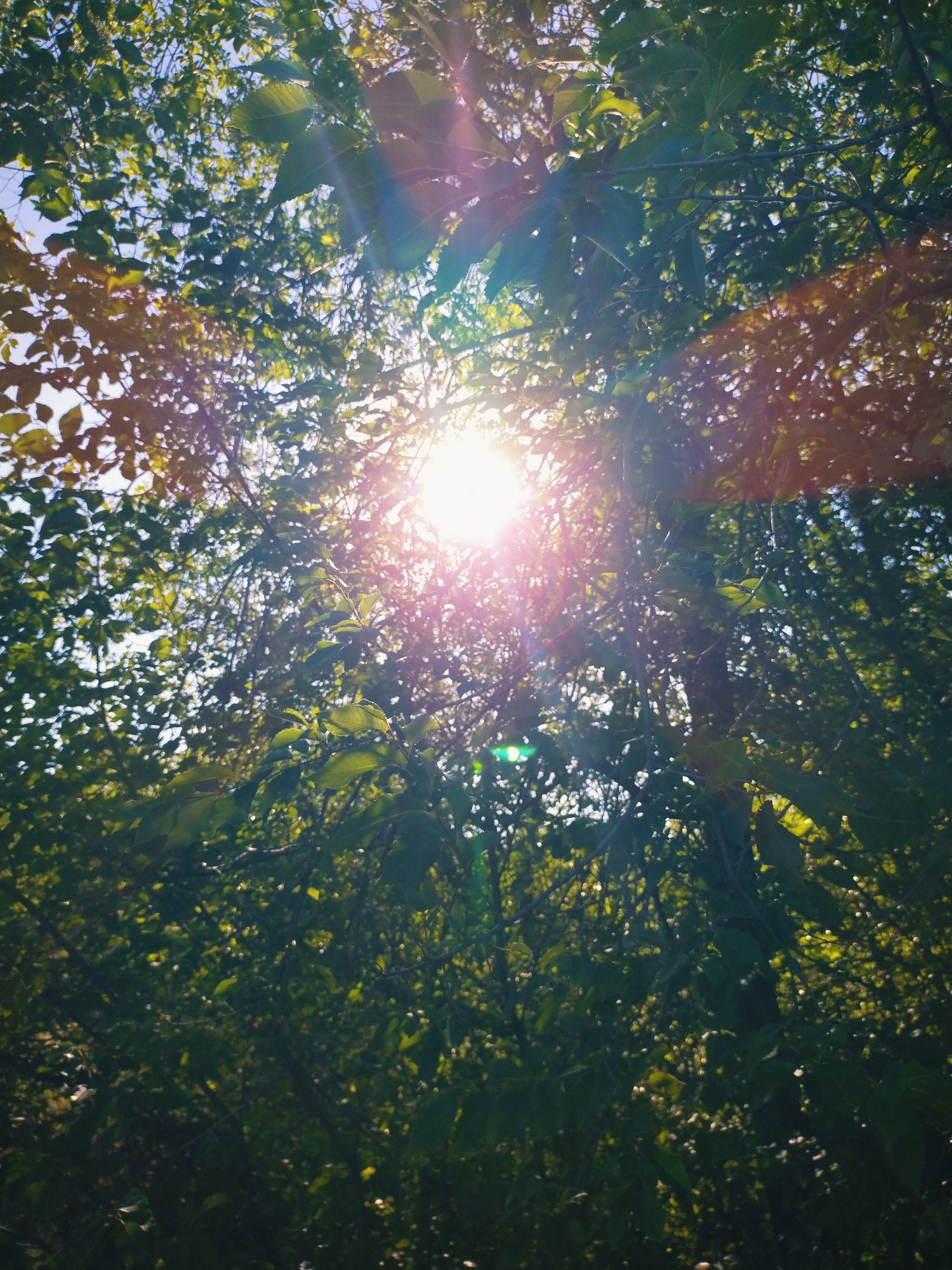 The image shows a low-angle shot looking up through dense green foliage towards a bright sun with visible lens flare. The sun is positioned in the upper center of the frame, casting rays of light through the leaves and branches, creating a dappled effect. The leaves are primarily a deep green, with some lighter green areas where the sunlight hits them. The overall impression is one of a sunlit canopy. The scene is consistent with a park or wooded area within the city of Horishni Plavni, Ukraine, as the city is known for its green spaces and abundant trees. No people, animals, or man-made structures are visible in the image. The focus is entirely on the natural elements of trees and sunlight.