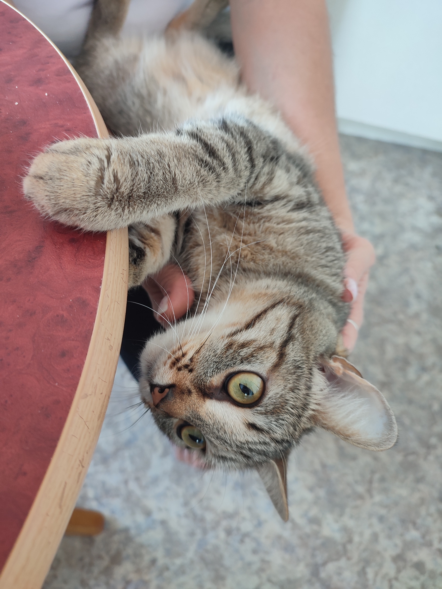 A gray tabby cat is being held upside down near a red and wood table. The cat's paw is resting on the table edge. A person's hand is visible holding the cat. The background shows a white wall and a patterned floor. The location is not evident in this image and there is no way to ascertain if this is in Chaikovsky, Russia.