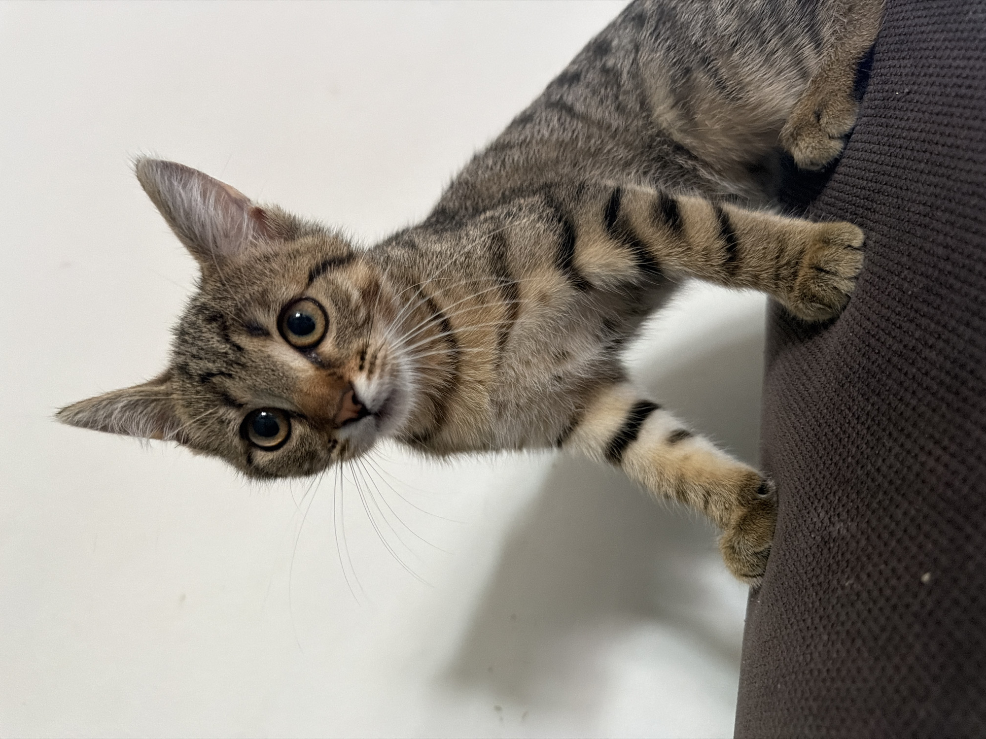 A young tabby cat with large, expressive eyes is perched on a dark brown textured surface, possibly a sofa. The cat's fur is a mix of brown, black, and tan stripes, with distinct bands on its legs. Its ears are pointed and alert, and its whiskers are long and prominent. The background is a plain, off-white wall with a shadow cast on the left side. The lighting suggests an indoor environment. The cat's body is angled towards the right, with its front paws placed forward on the surface. The overall impression is one of curiosity and playfulness. There are no people or other animals visible in the image. The location is unknown.